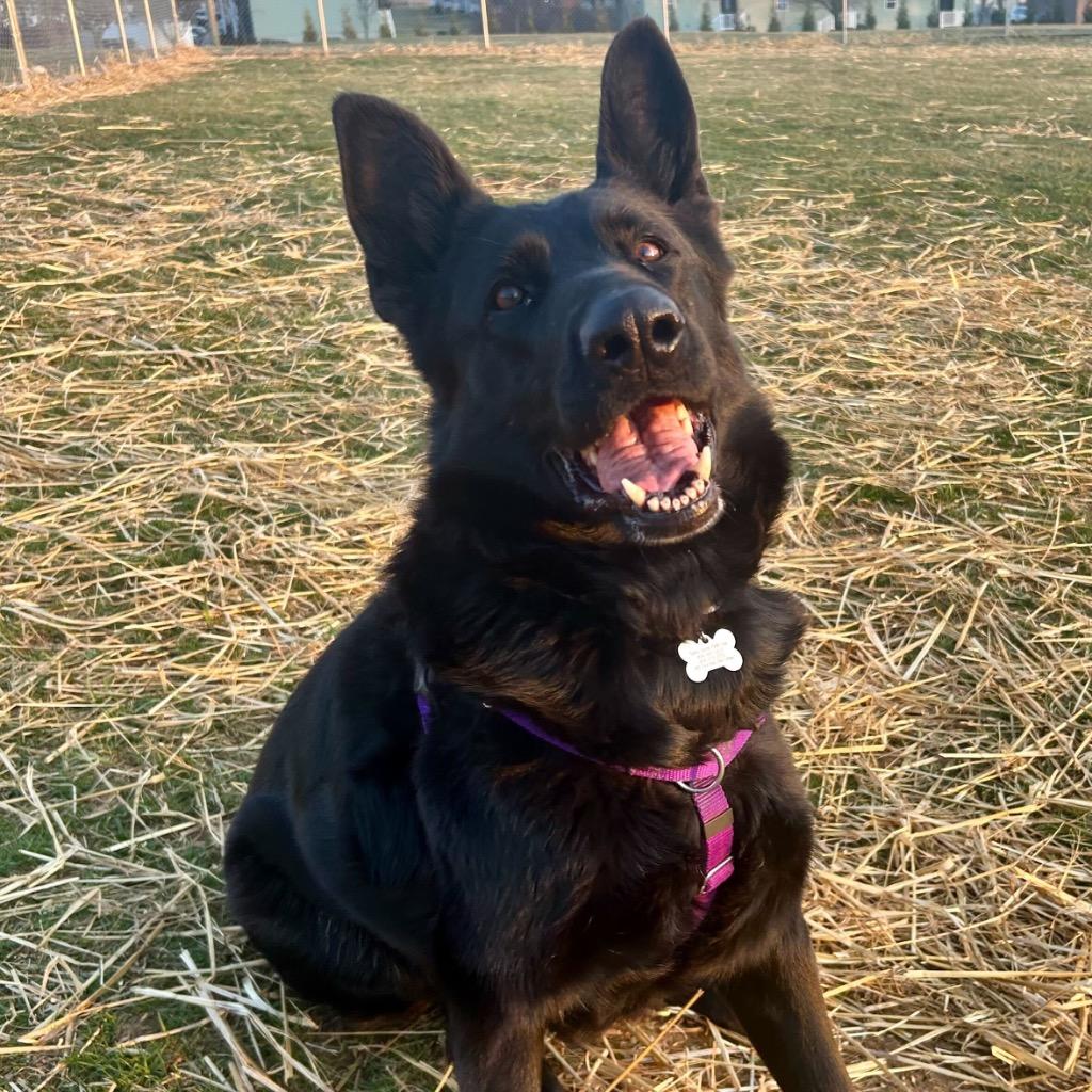 Enlarge Diana, a Adoptable German Shepherd Dog in State College, PA image 4/6