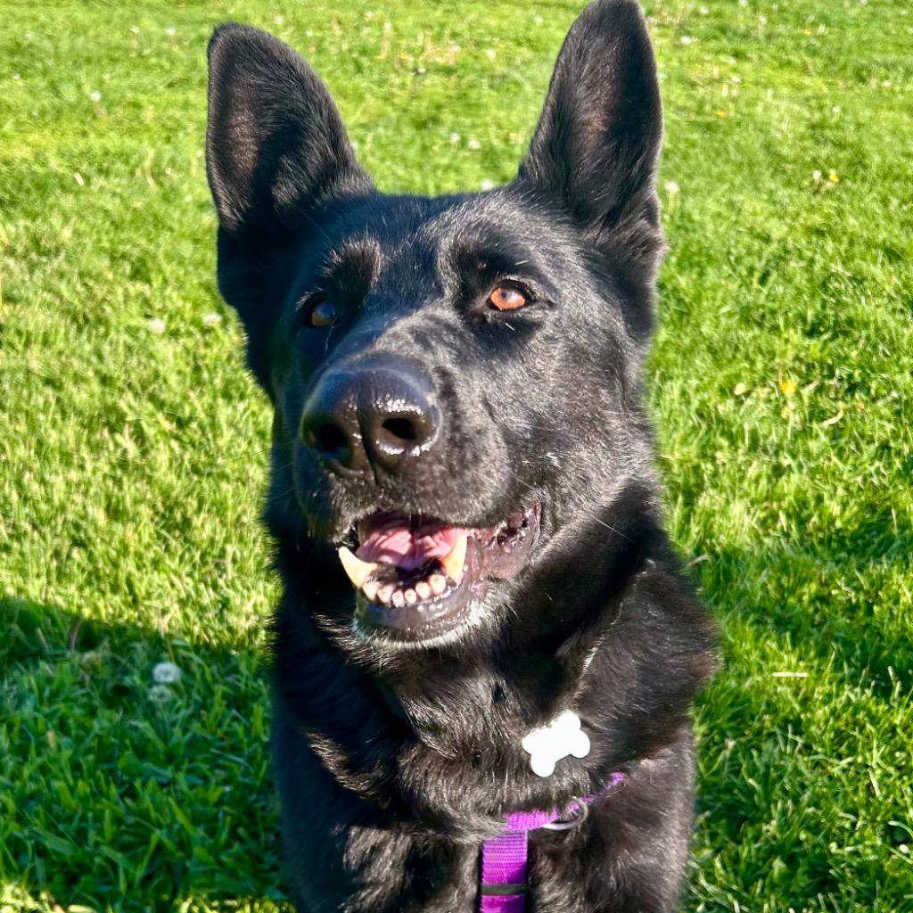 Enlarge Diana, a Adoptable German Shepherd Dog in State College, PA image 5/6