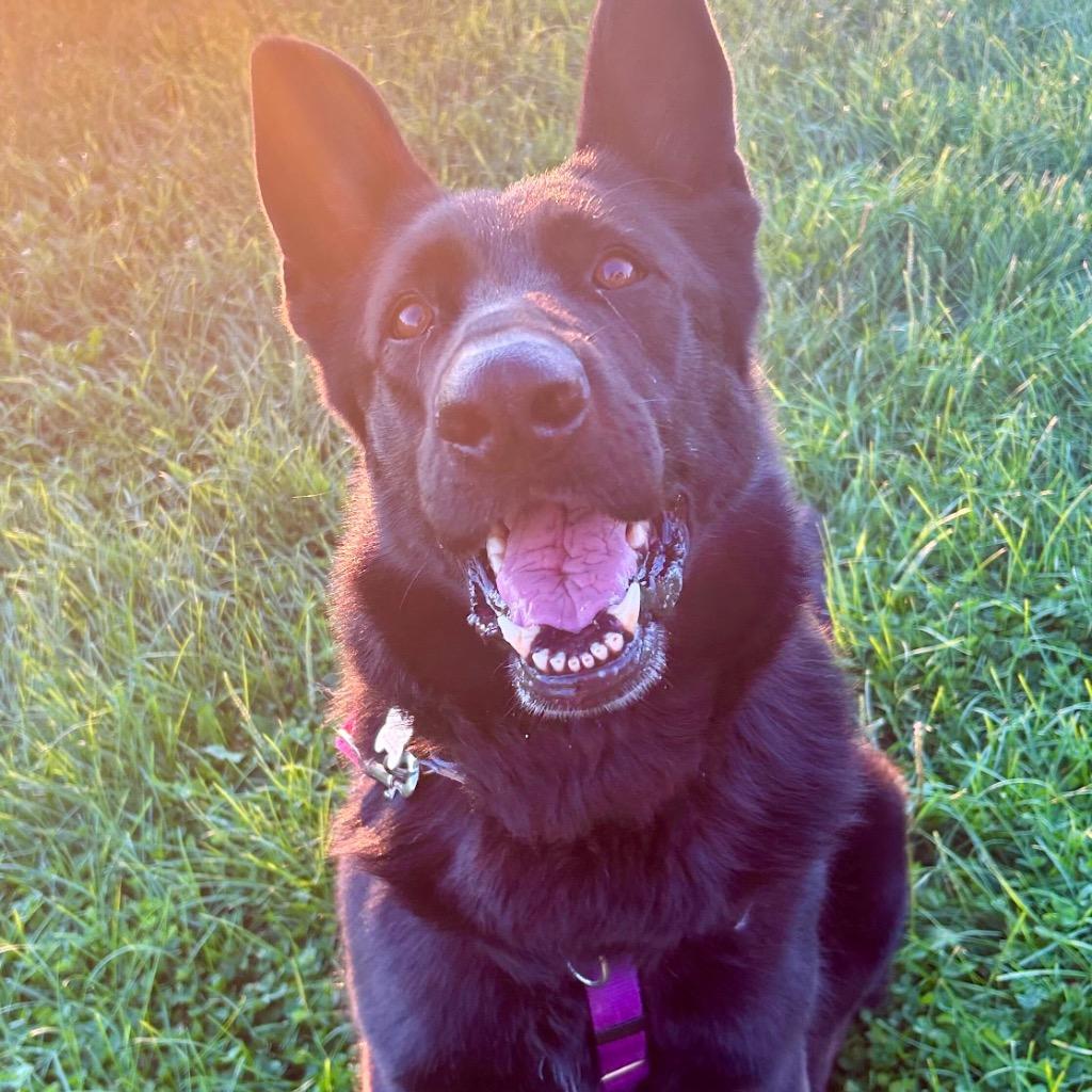 Enlarge Diana, a Adoptable German Shepherd Dog in State College, PA image 6/6