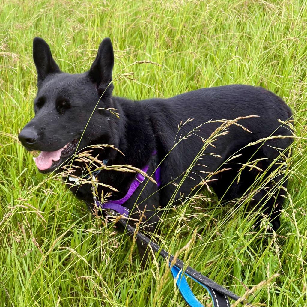 Enlarge Diana, a Adoptable German Shepherd Dog in State College, PA image 4/6