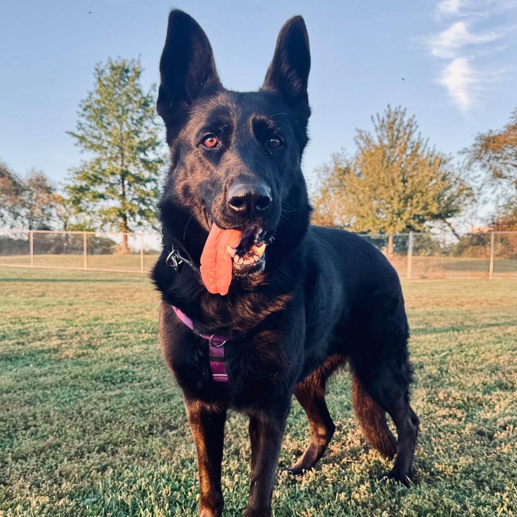 Enlarge Diana, a Adoptable German Shepherd Dog in State College, PA image 6/6