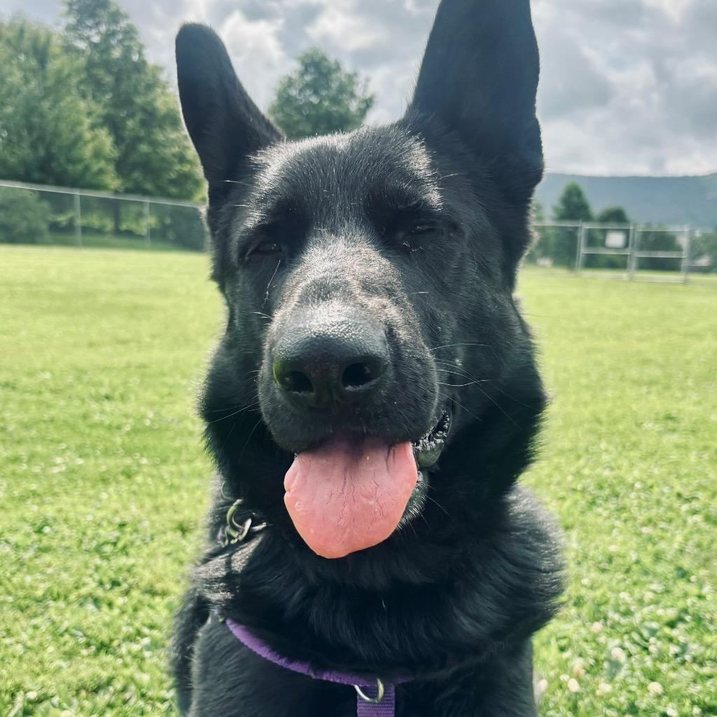 Enlarge Diana, a Adoptable German Shepherd Dog in State College, PA image 5/6