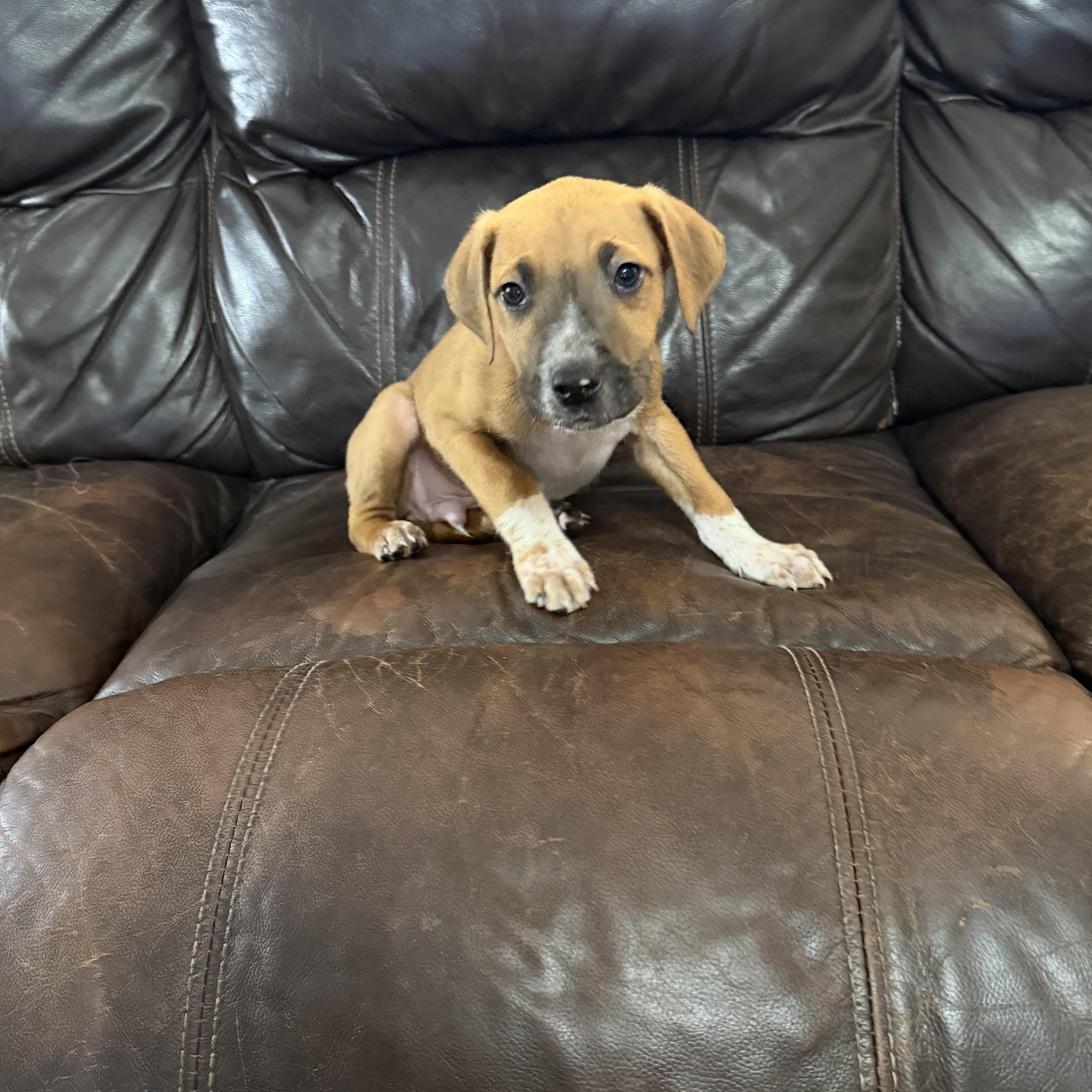 Phillip, ADOPTABLE, Puppy Male Boxer.