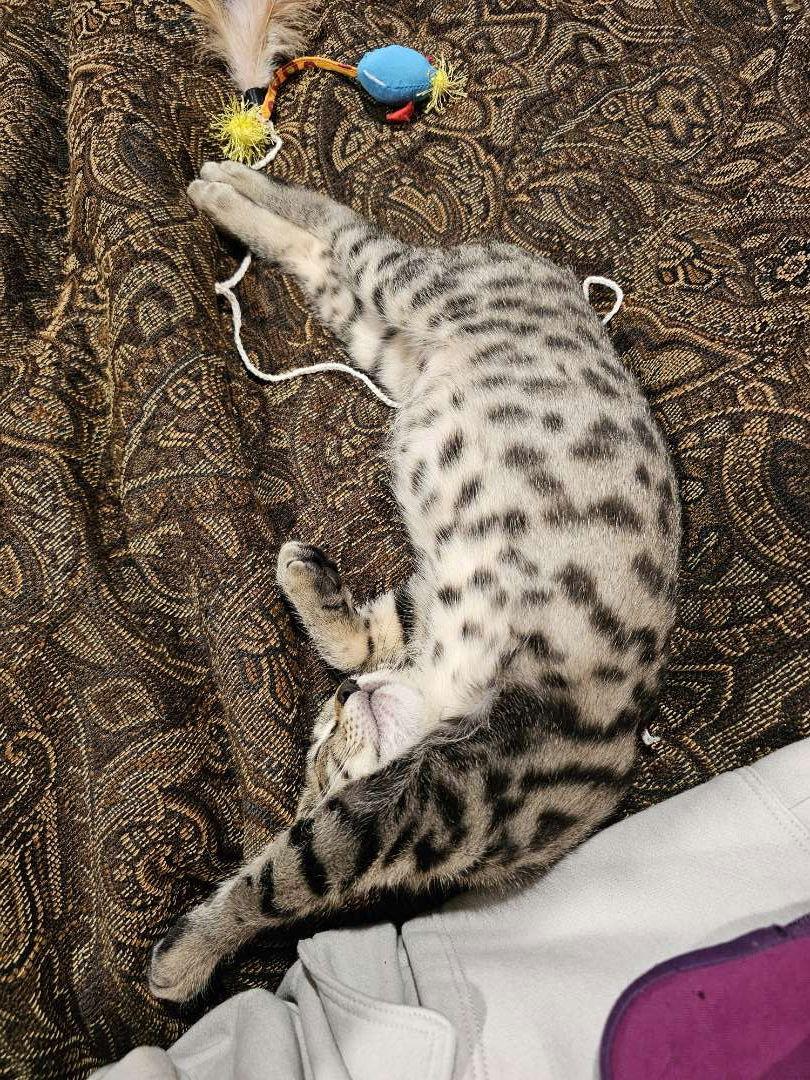 Spanx, Adopted, Kitten Male Manx.