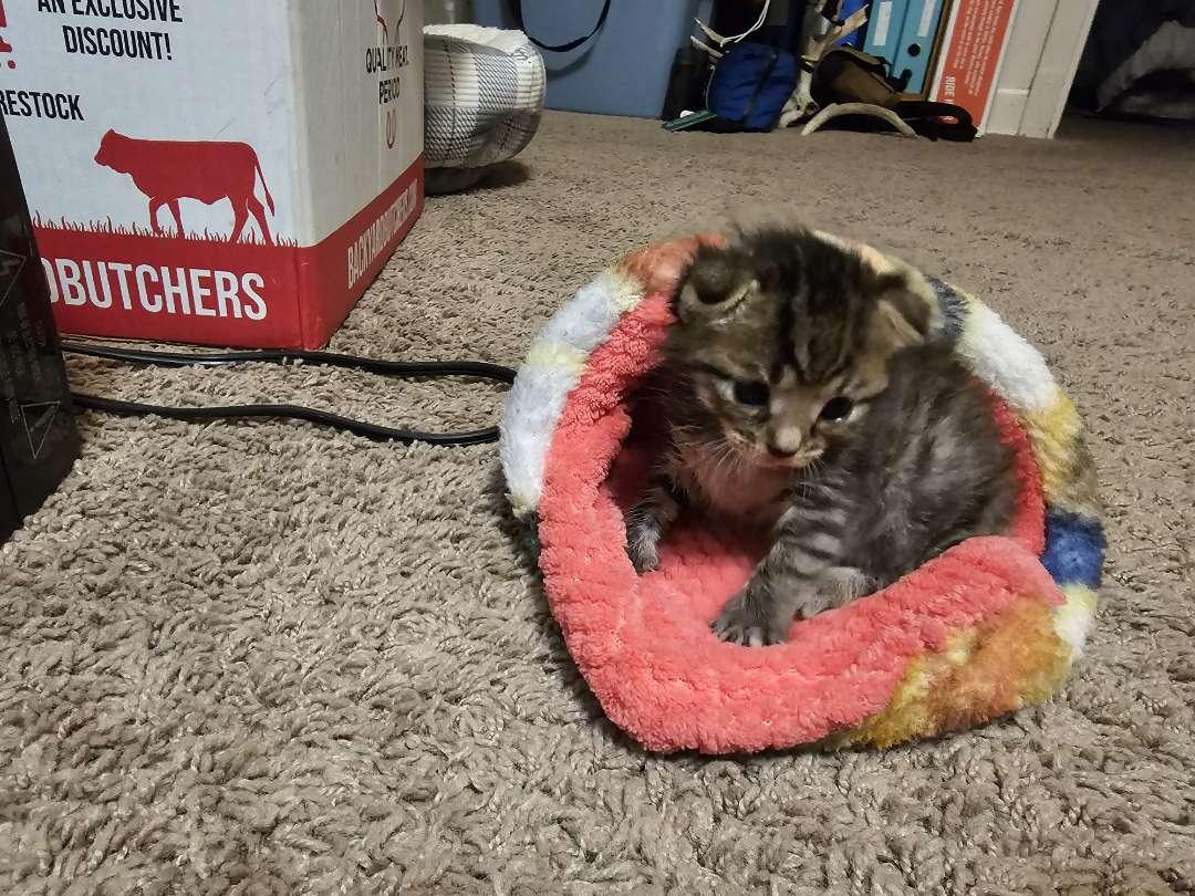 Spanx, a Adopted Manx in Laramie, WY image 2/2