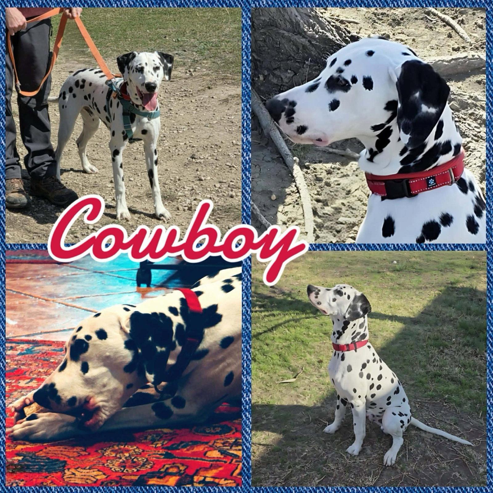 Cowboy, Adoptable, Young Male Dalmatian.