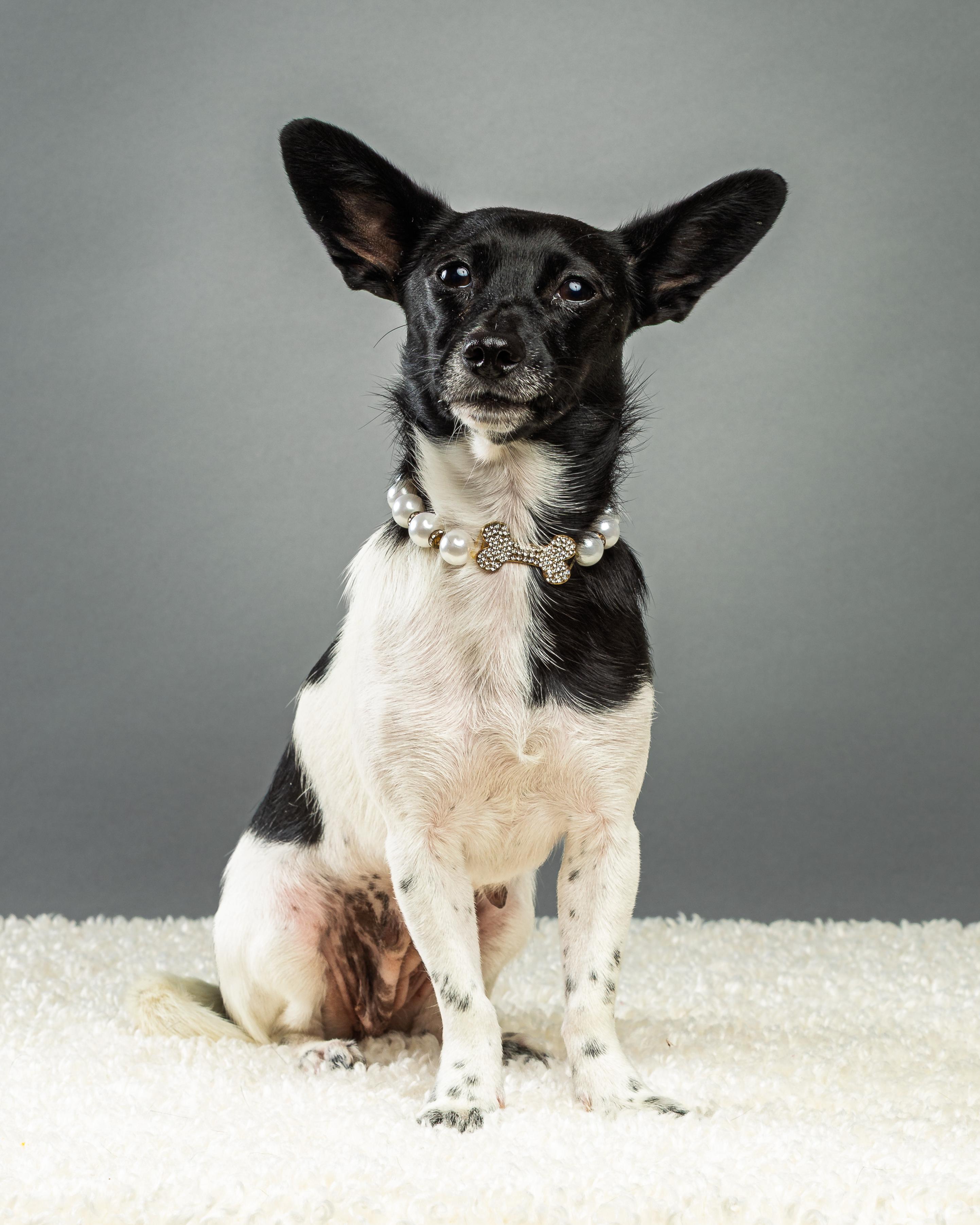 Enlarge Molly, a Adoptable Chihuahua in Plano, TX image 6/6