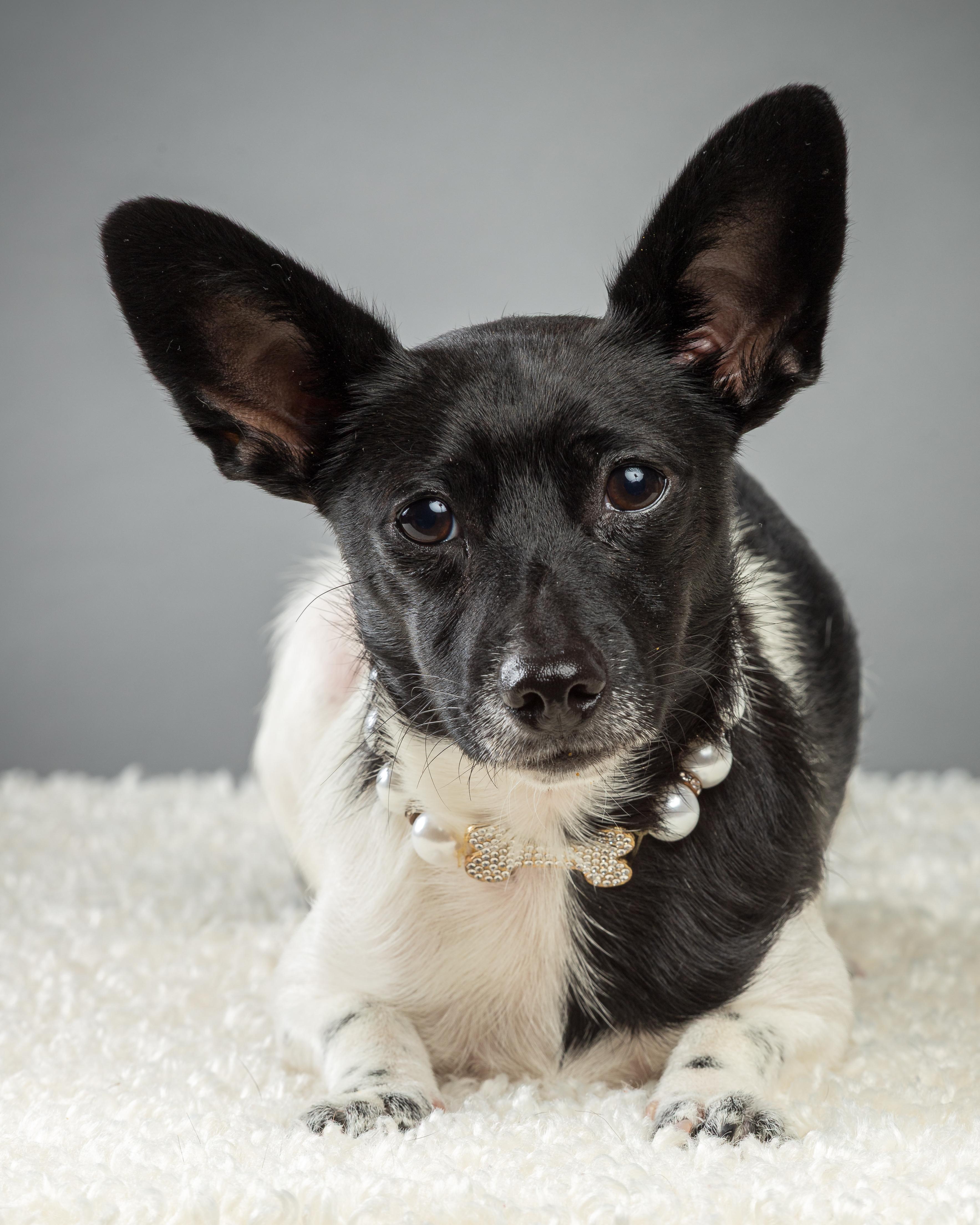 Enlarge Molly, a Adoptable Chihuahua in Plano, TX image 3/6