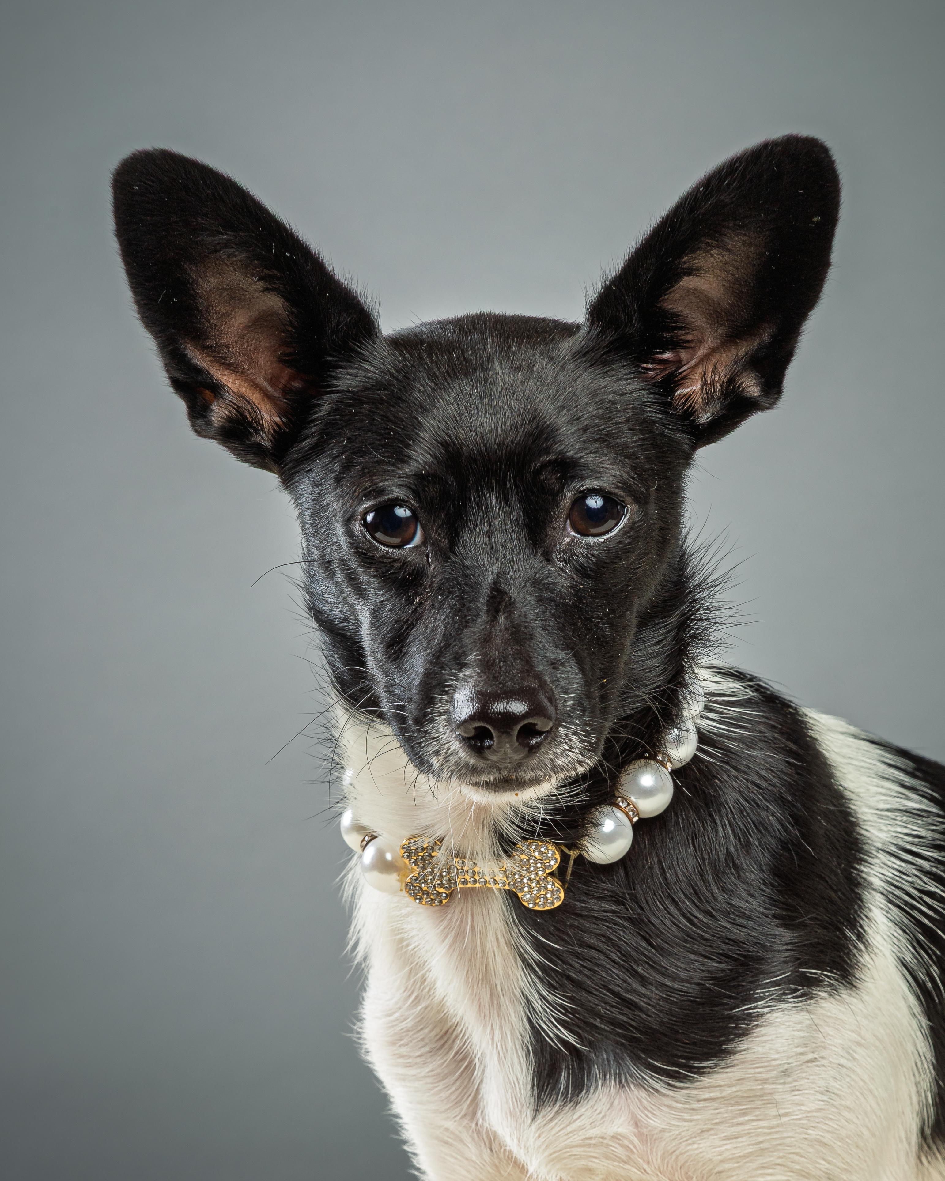 Enlarge Molly, a Adoptable Chihuahua in Plano, TX image 2/6