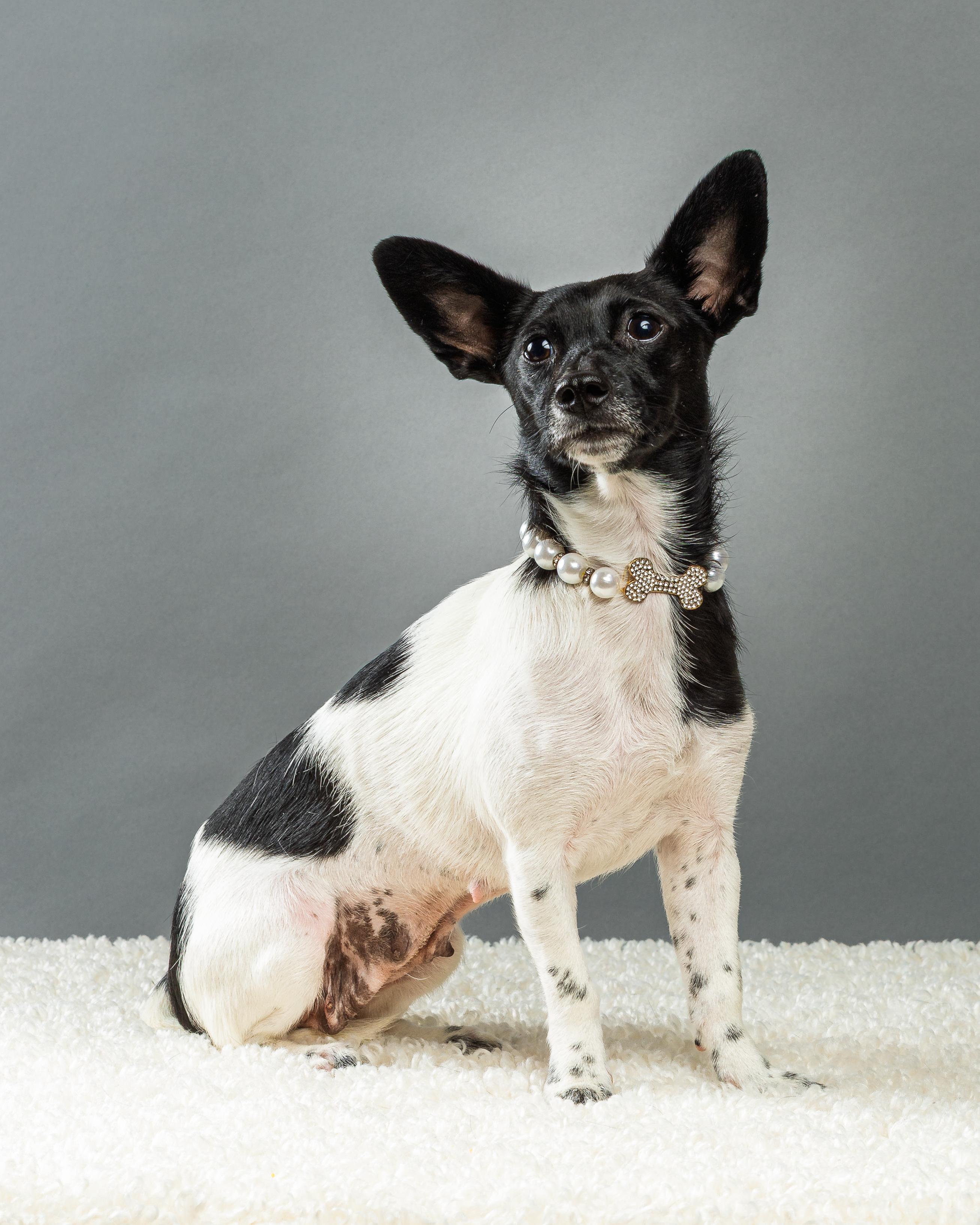 Enlarge Molly, a Adoptable Chihuahua in Plano, TX image 4/6