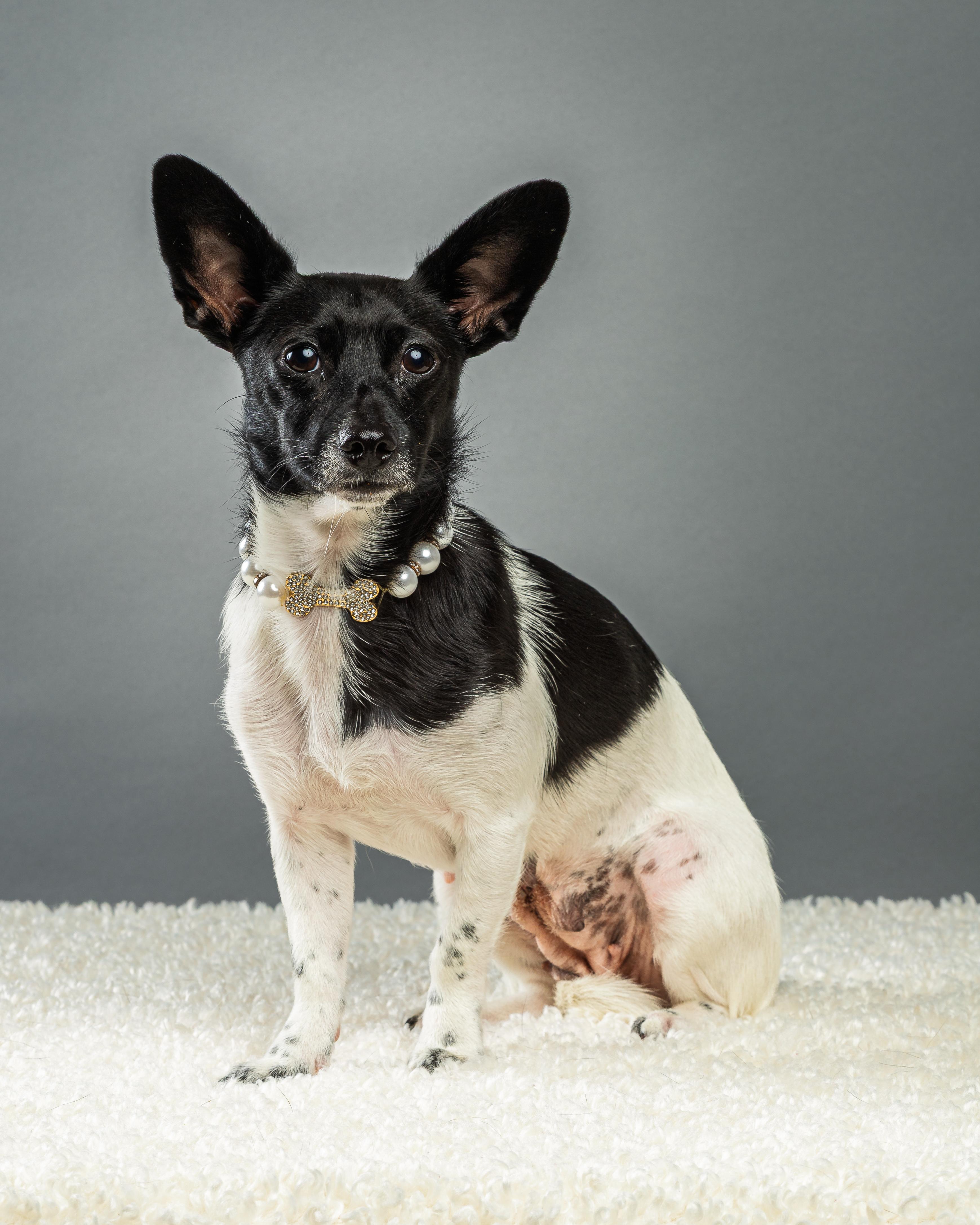 Molly, Adoptable, Young Female Chihuahua.