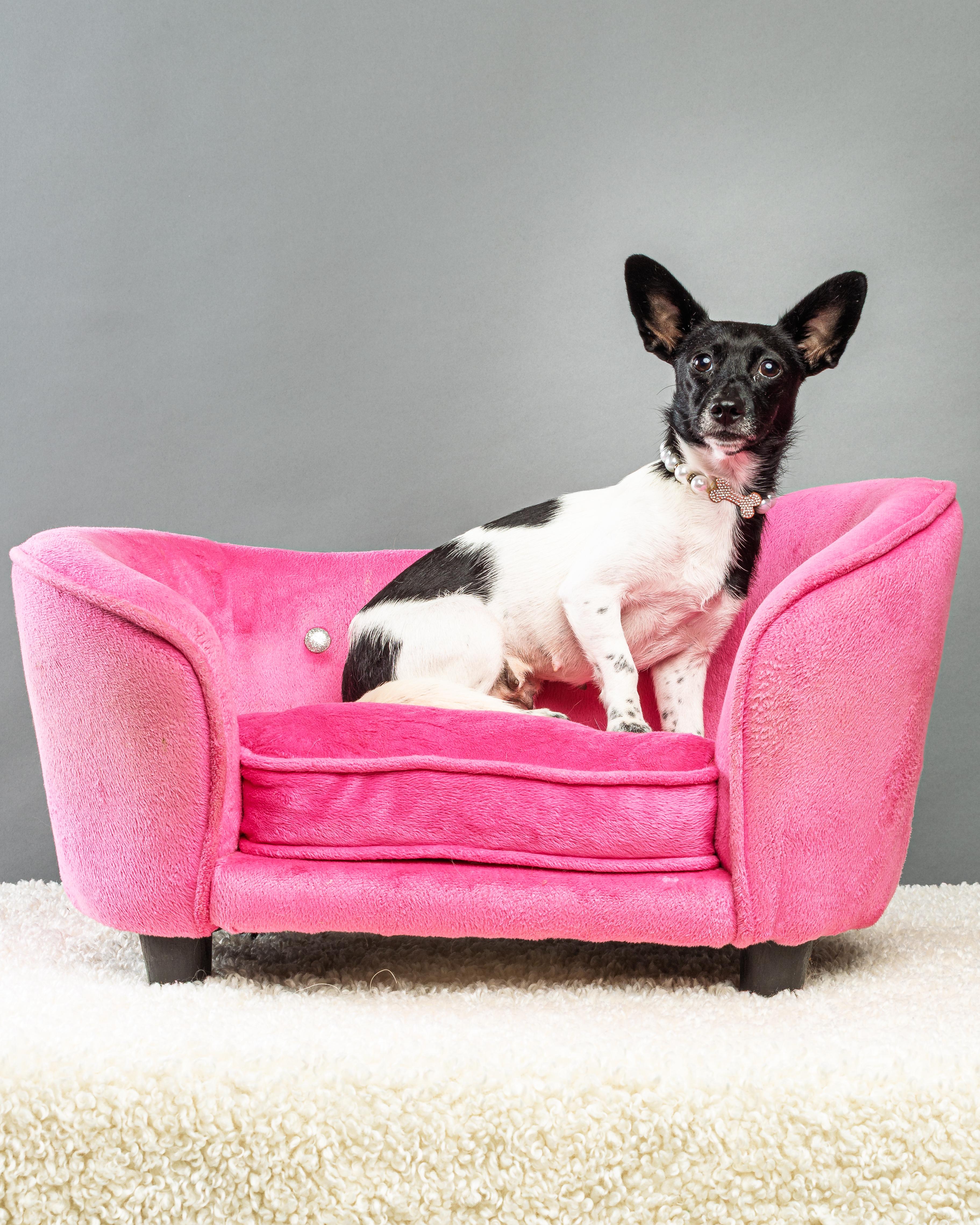 Enlarge Molly, a Adoptable Chihuahua in Plano, TX image 5/6