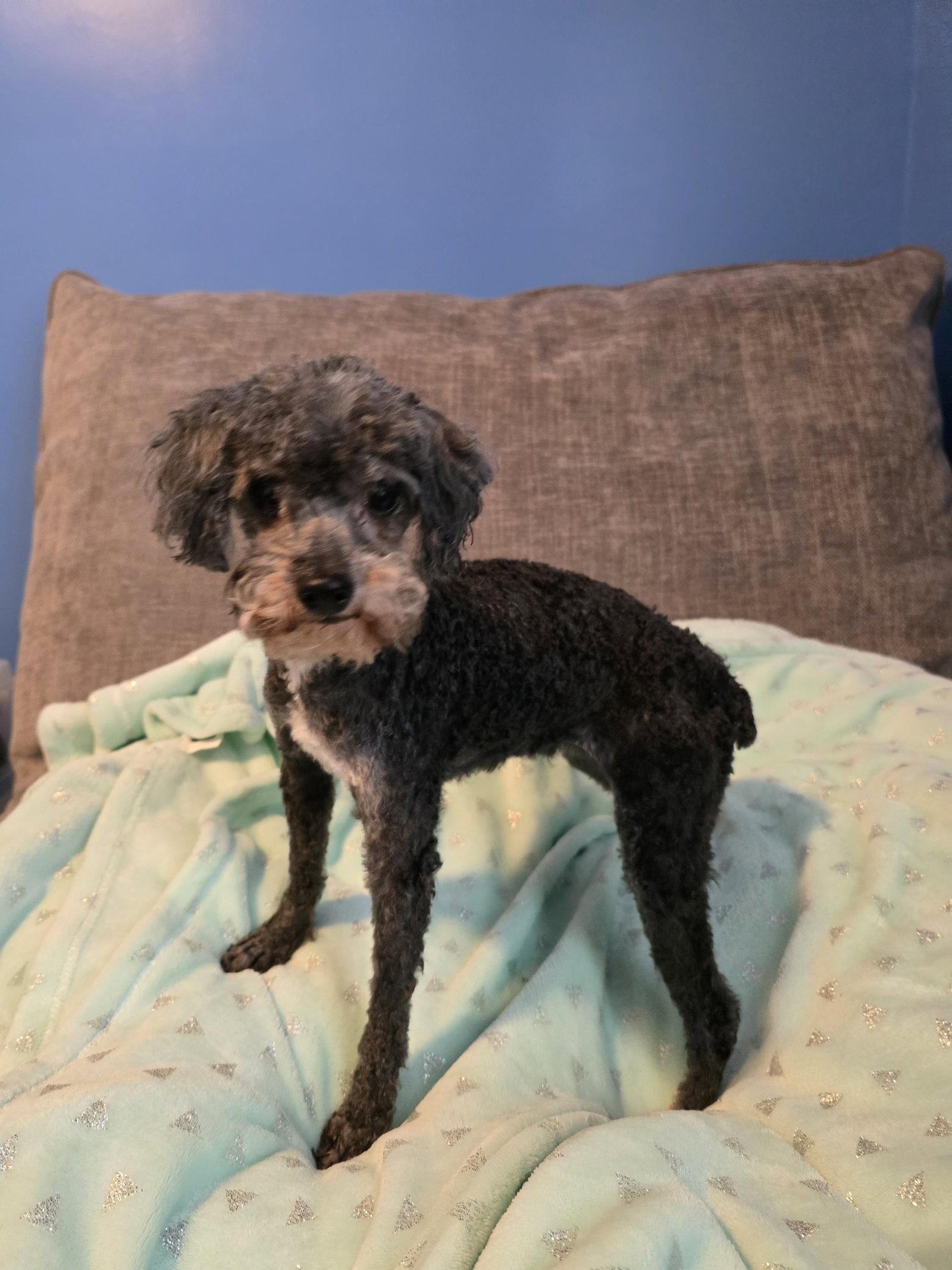 Mimi, a Adoptable Poodle in Wilmington, DE image 1/3