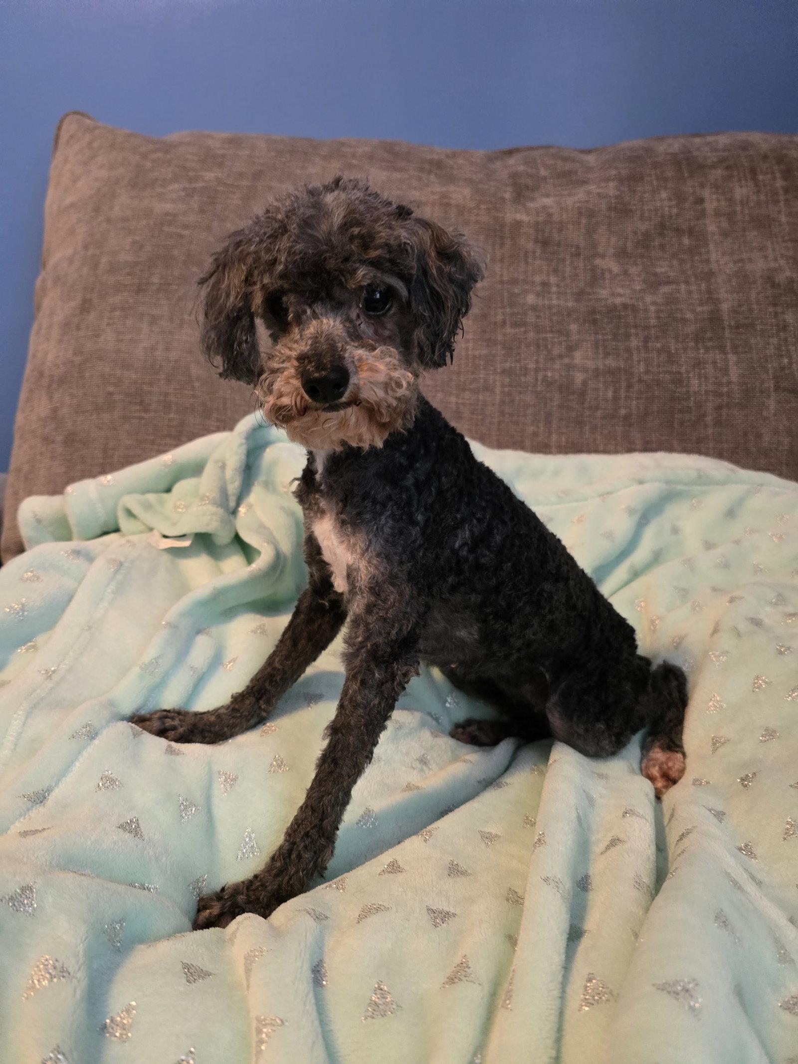 Mimi, a Adoptable Poodle in Wilmington, DE image 2/3