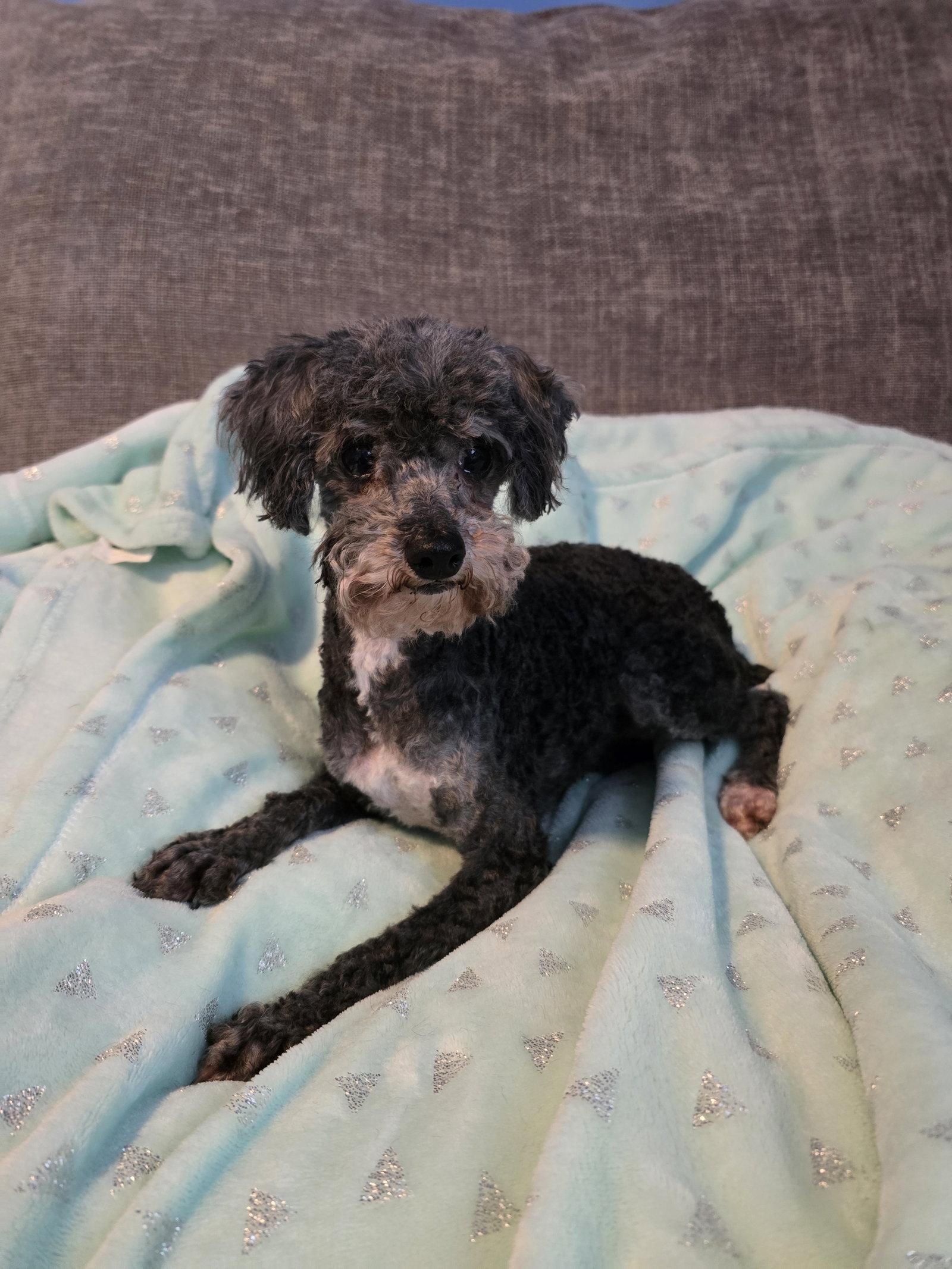 Mimi, a Adoptable Poodle in Wilmington, DE image 3/3
