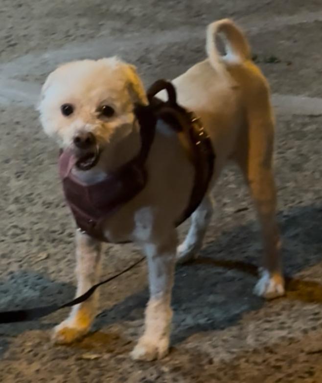 Enlarge Bobby, a Adopted Maltipoo in Brooklyn, NY image 1/3