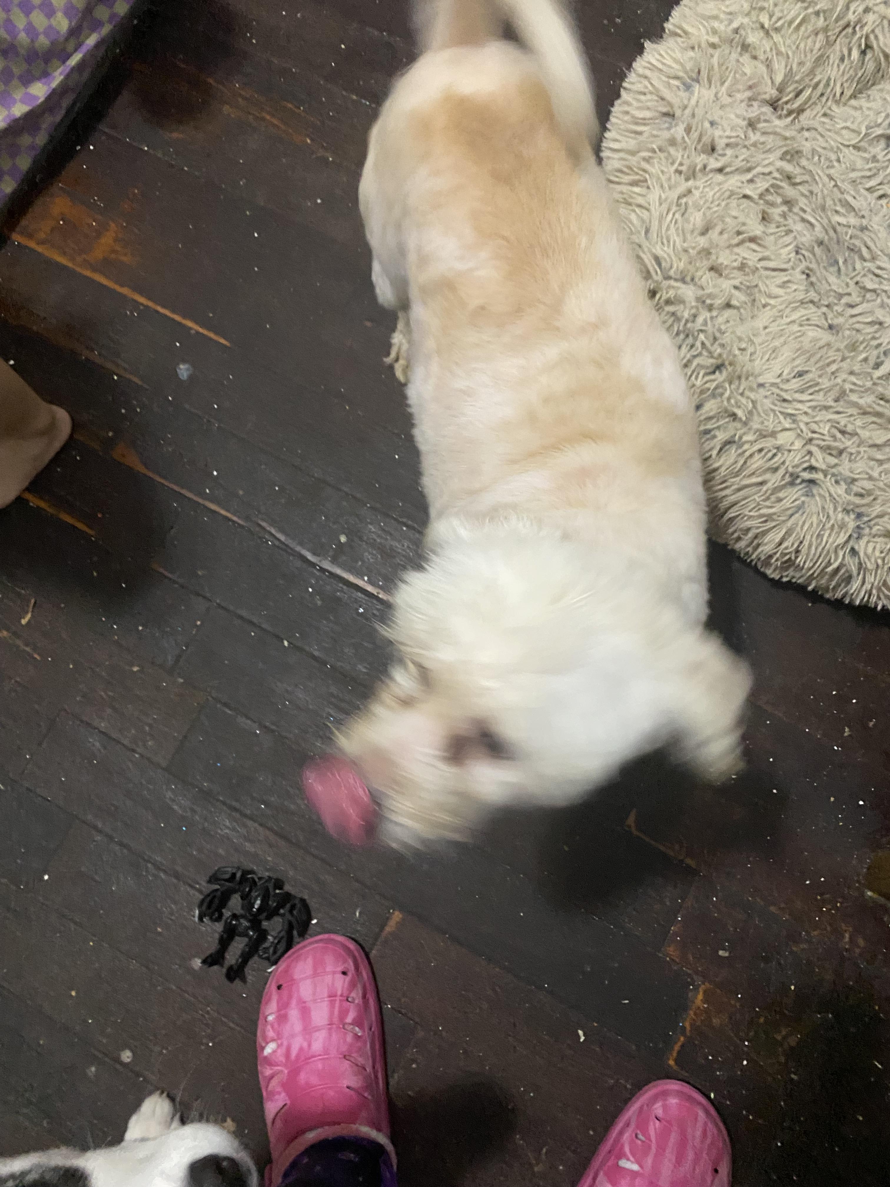 Enlarge Bobby, a Adopted Maltipoo in Brooklyn, NY image 2/3