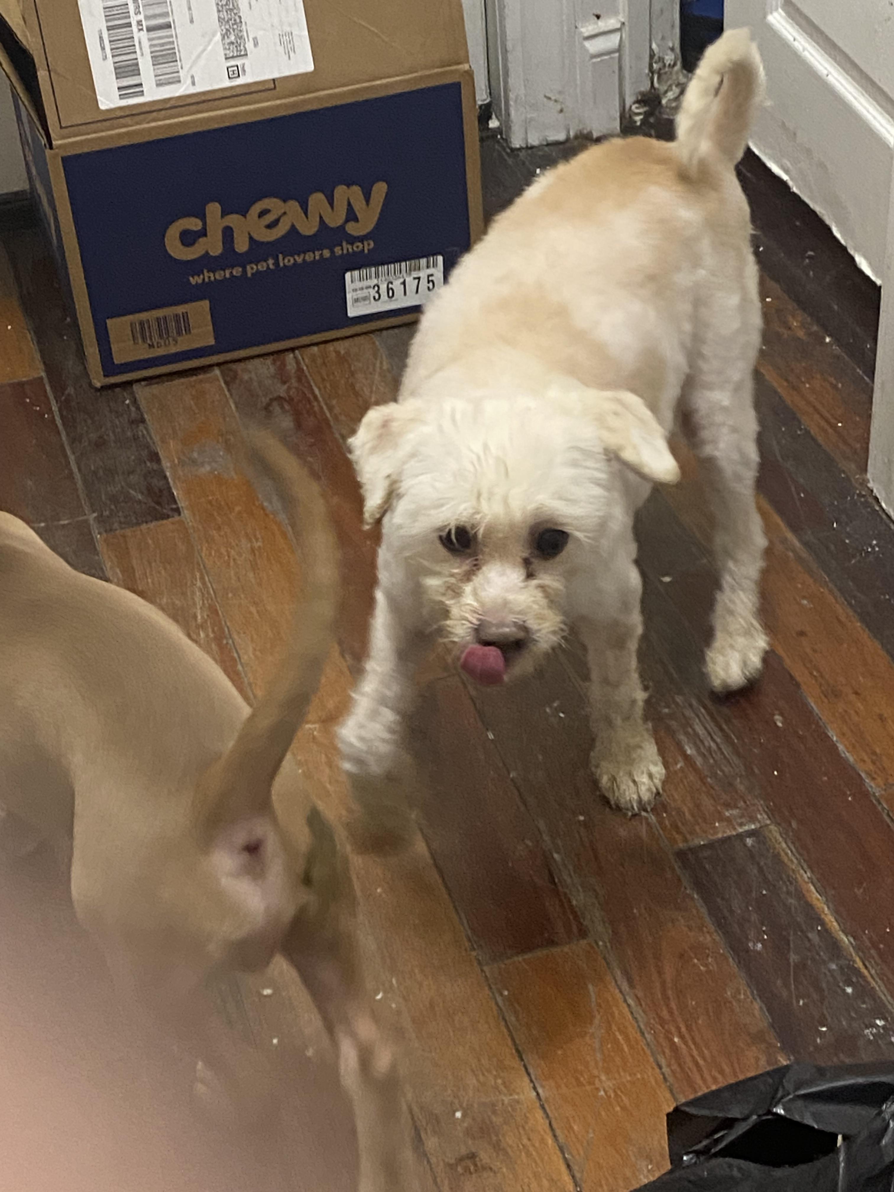 Enlarge Bobby, a Adopted Maltipoo in Brooklyn, NY image 3/3