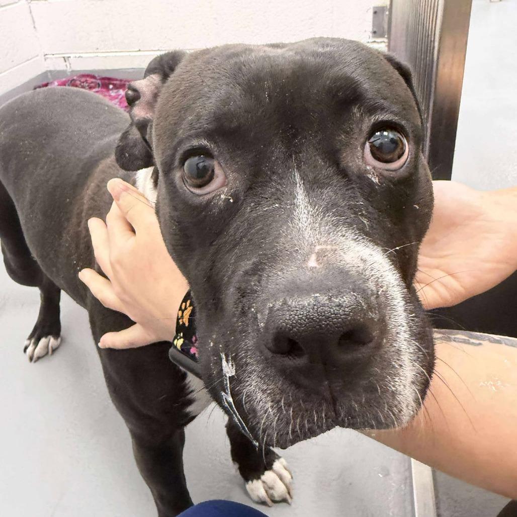 Bella, Adoptable, Adult Female Pit Bull Terrier.