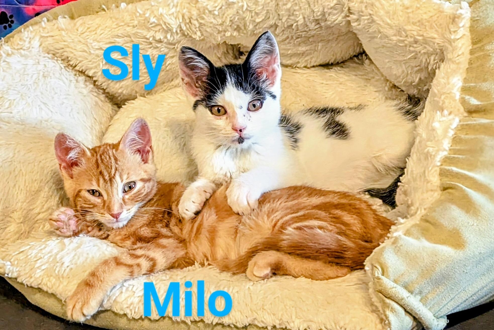 Milo