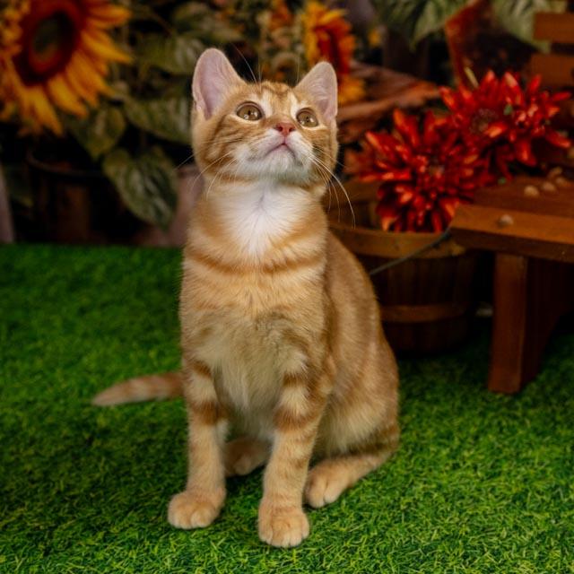 Milo