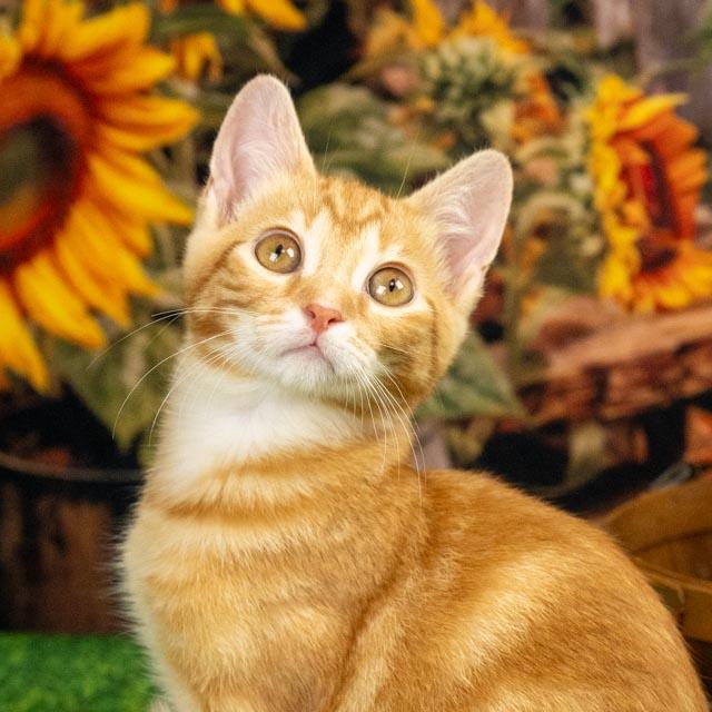 Milo