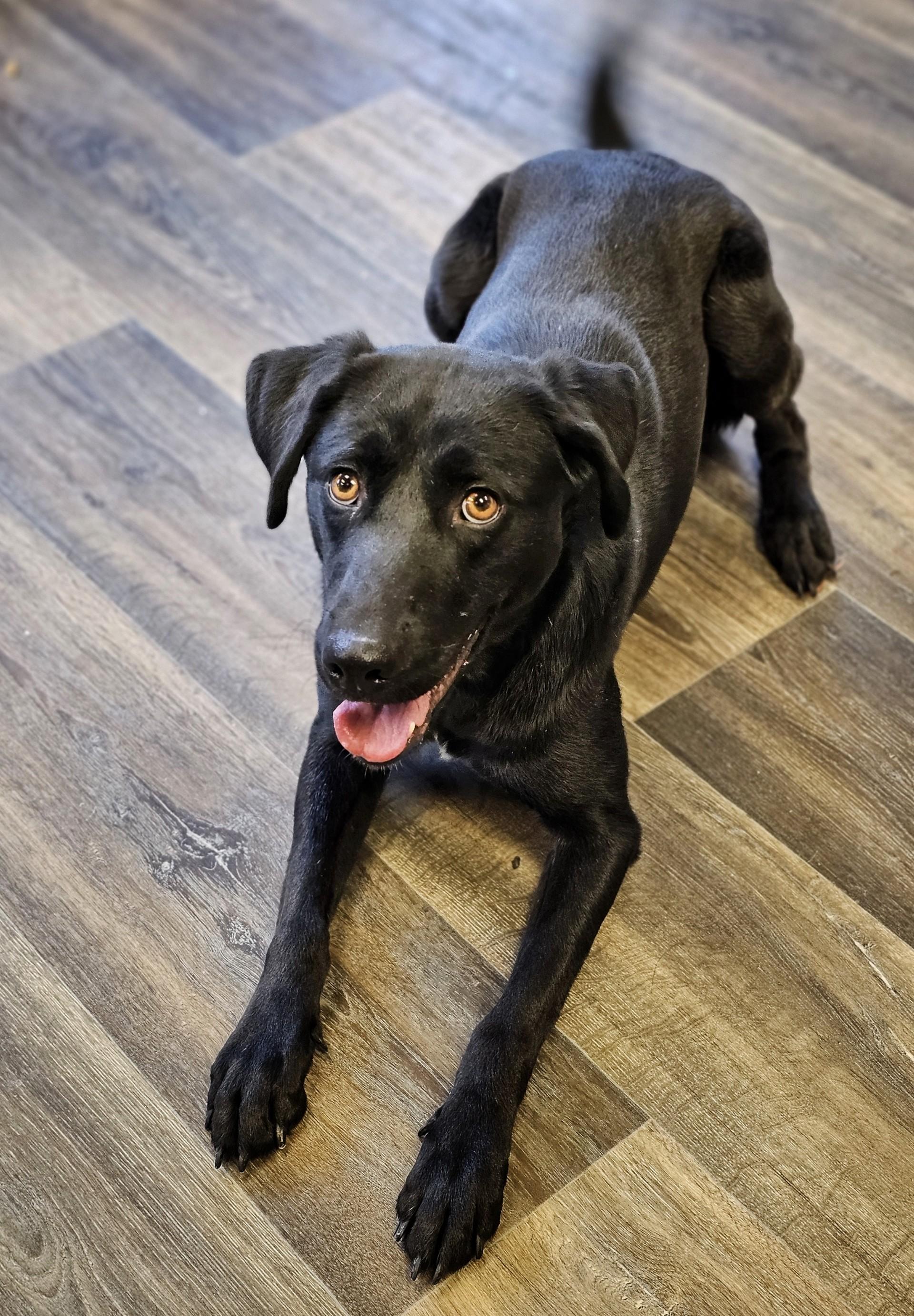 Marley, adopted, Adult Female Black Labrador Retriever.