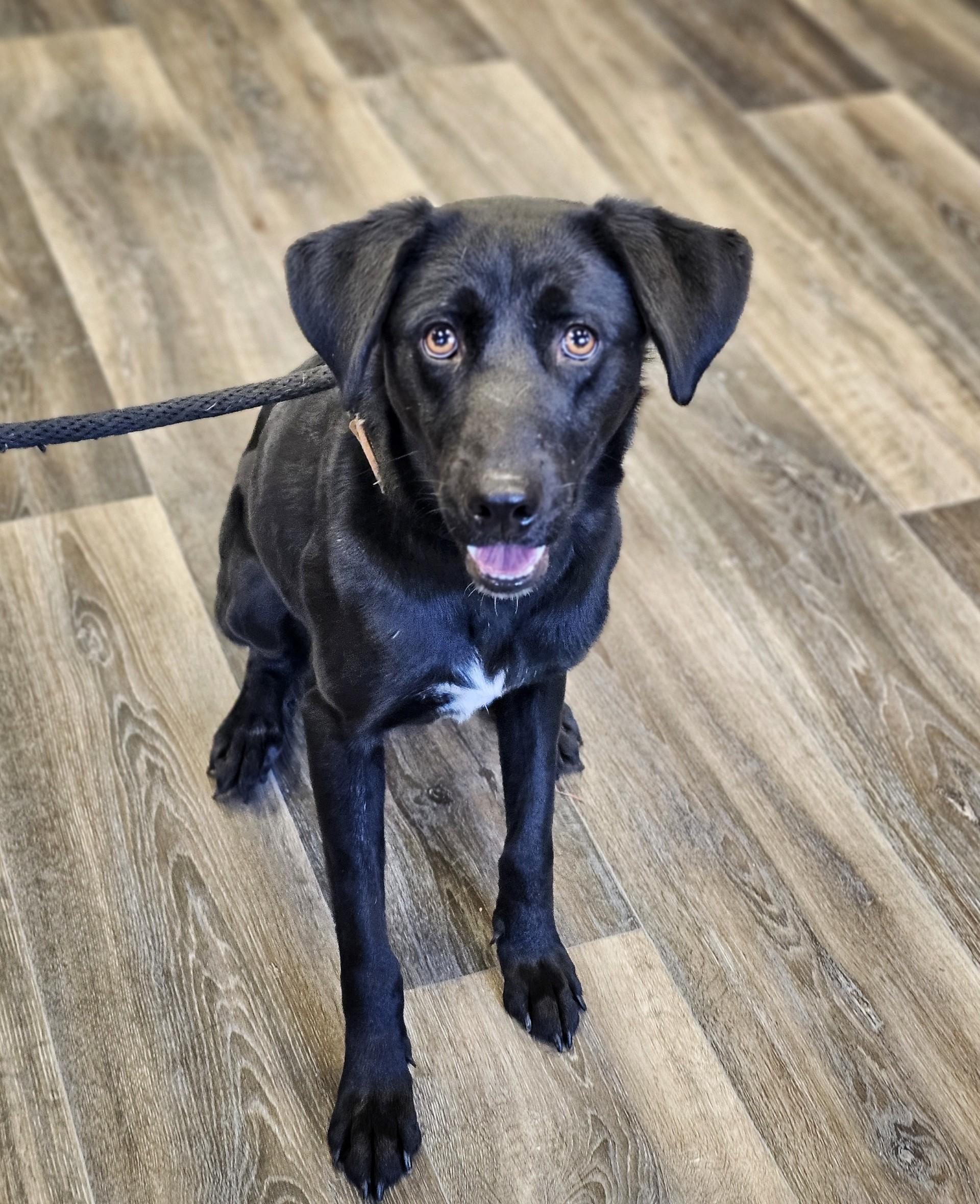 Marley, an adopted Black Labrador Retriever in Bay City, MI image 2/3