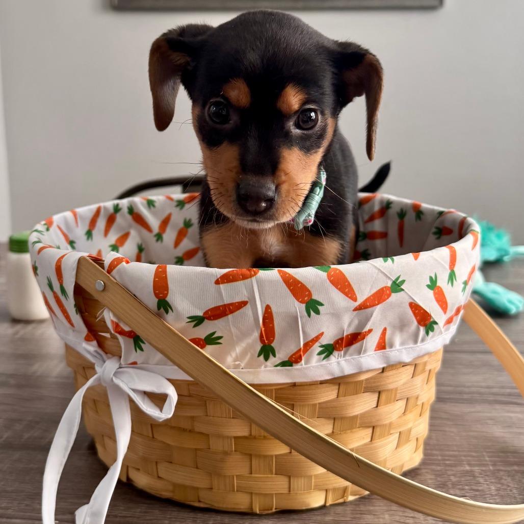 Daffodil, Adoptable, Puppy Female Shepherd.