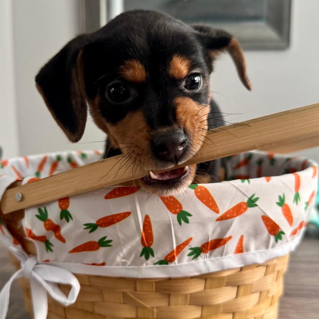 Enlarge Daffodil, a Adoptable mixed breed in Cincinnati, OH image 2/5