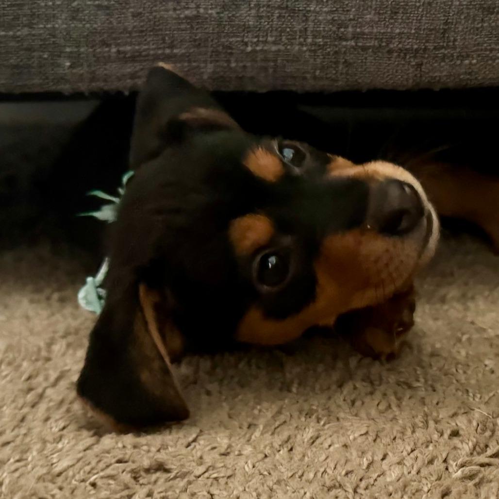 Enlarge Daffodil, a Adoptable mixed breed in Cincinnati, OH image 3/5