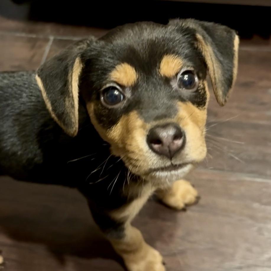 Enlarge Daffodil, a Adoptable mixed breed in Cincinnati, OH image 4/5