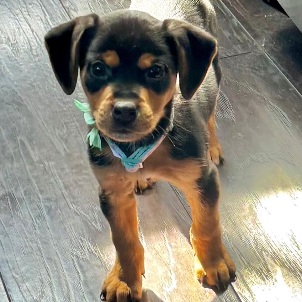 Enlarge Daffodil, a Adoptable mixed breed in Cincinnati, OH image 5/5