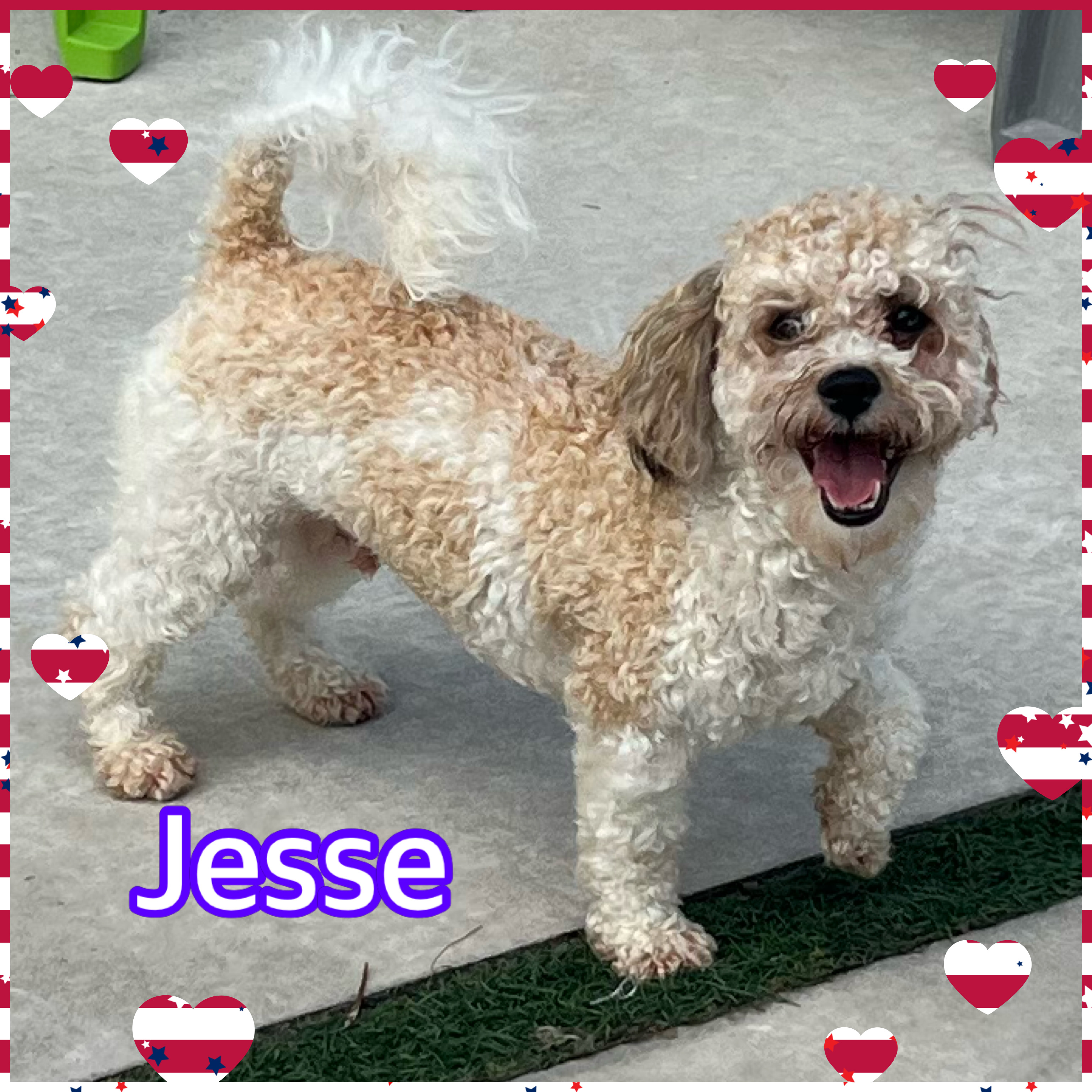 Jesse, an adopted Goldendoodle in Hollywood, FL_image-1