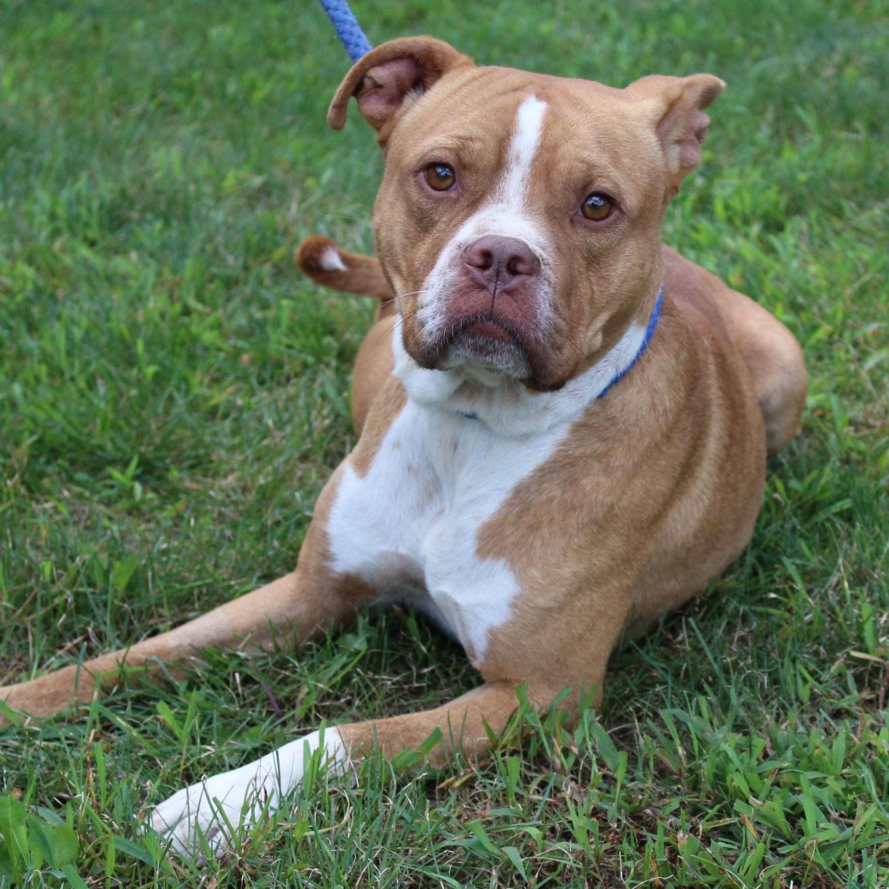 Gus, an adopted mixed breed in Eaton, OH image 3/6