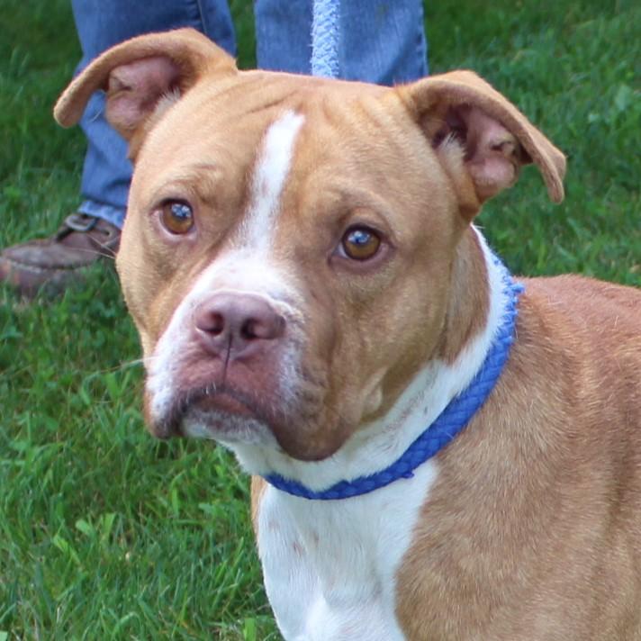 Gus, adopted, Adult Male Boxer & American Staffordshire Terrier.