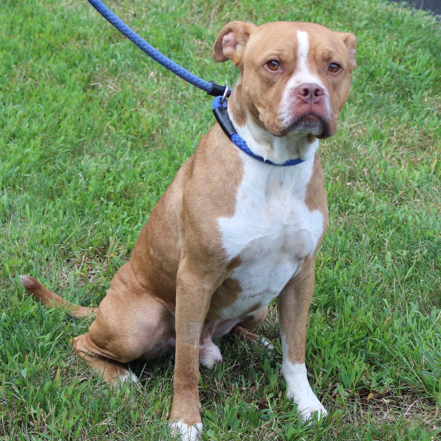 Gus, an adopted mixed breed in Eaton, OH image 5/6