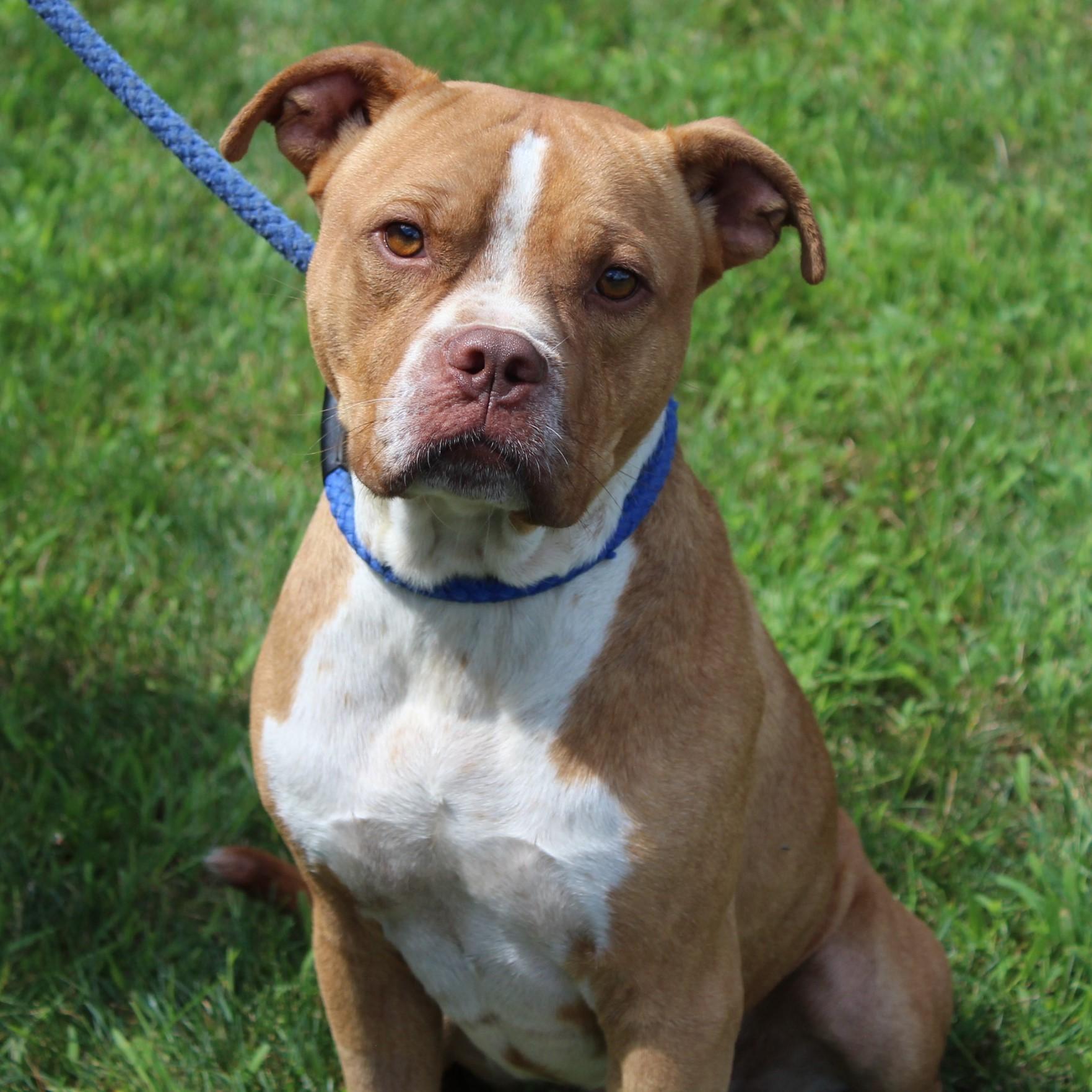 Gus, an adopted mixed breed in Eaton, OH image 6/6