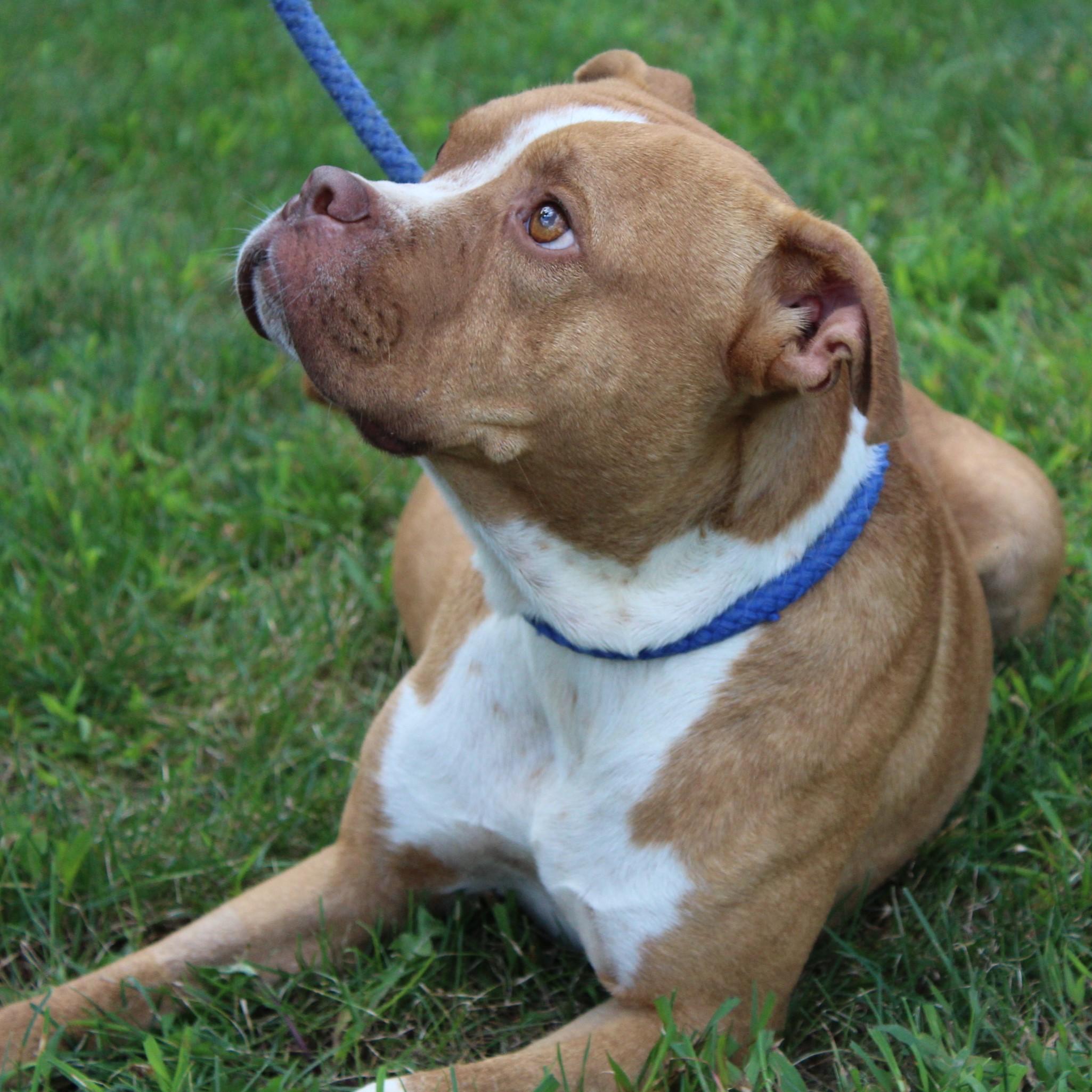 Gus, an adopted mixed breed in Eaton, OH image 4/6