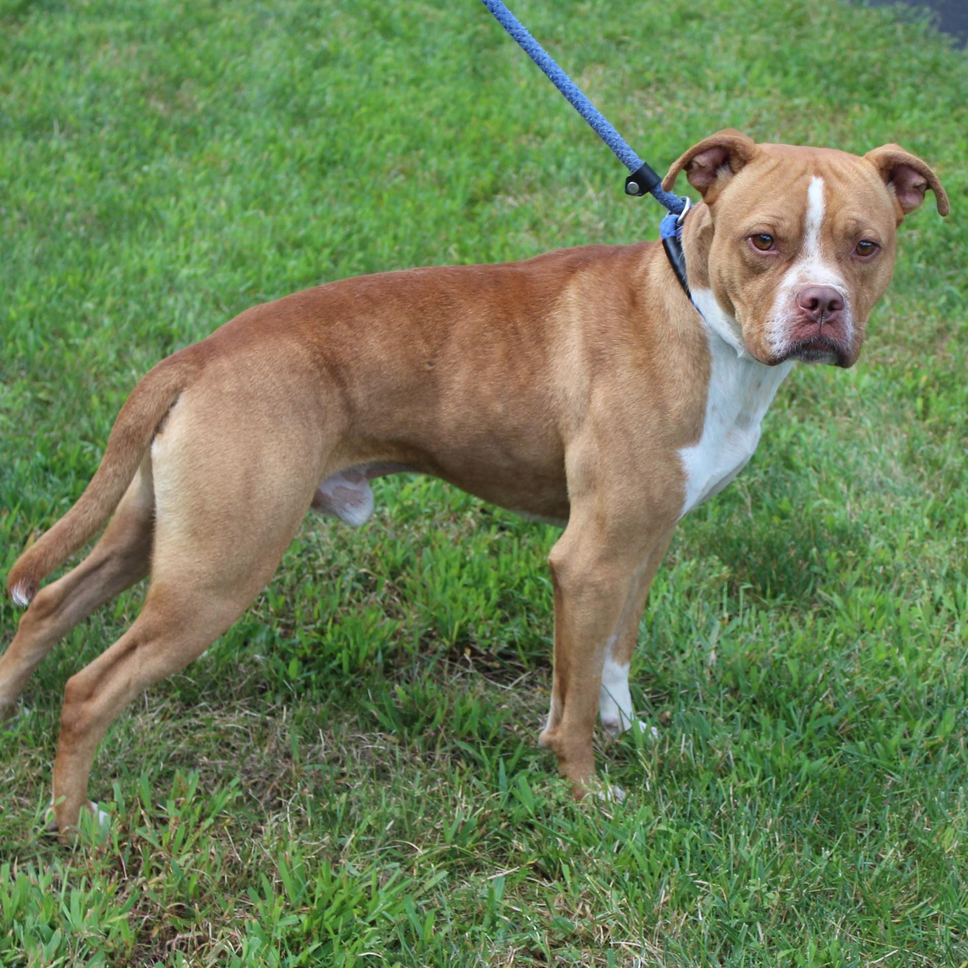 Gus, an adopted mixed breed in Eaton, OH image 2/6