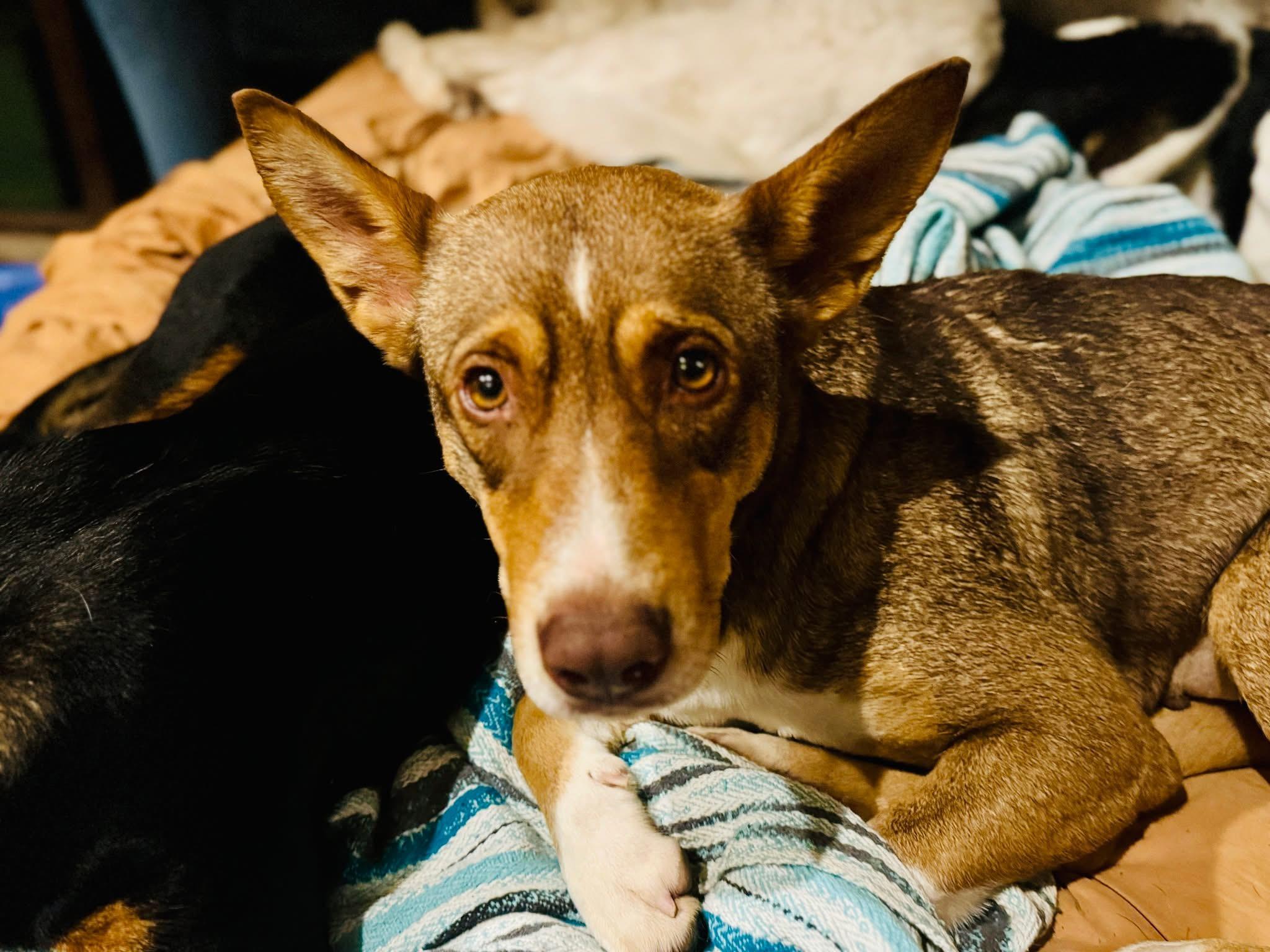 Marmalade, ADOPTABLE, Adult Female Mixed Breed.