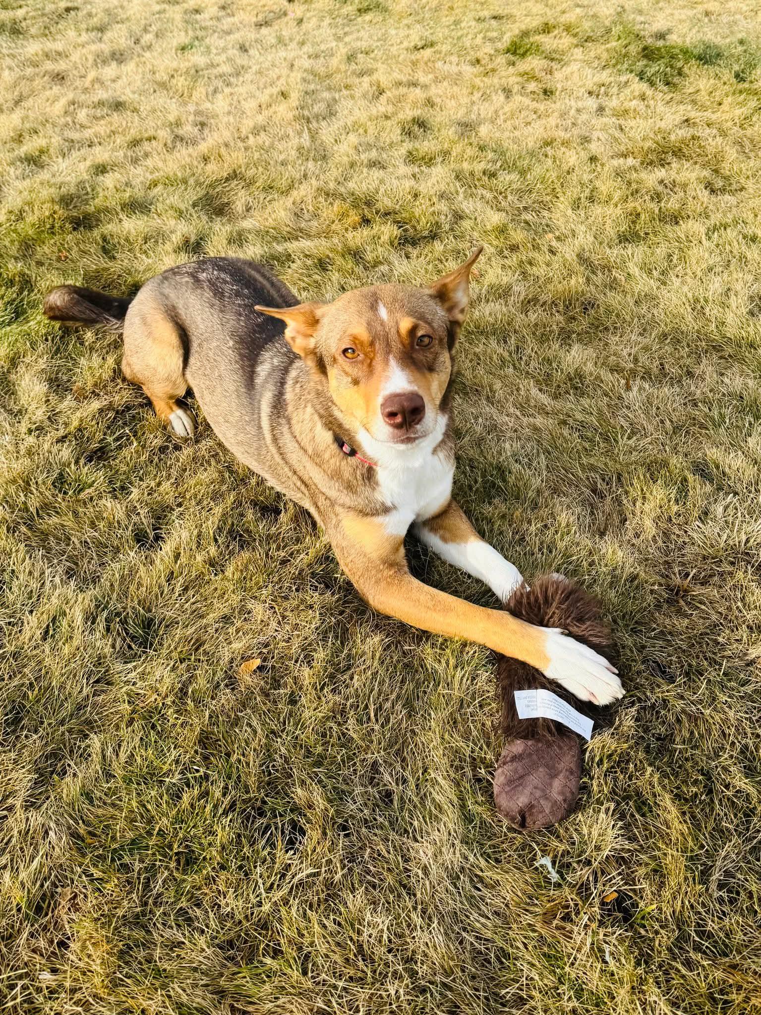 Enlarge Marmalade, a ADOPTABLE Mixed Breed in Wilsall, MT image 1/1