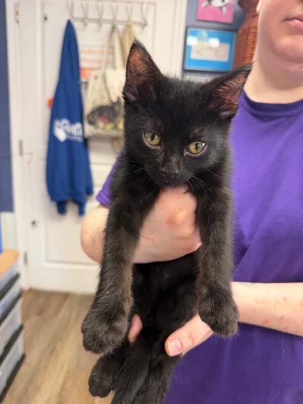 Enlarge Pumpernickel, a Adoptable Domestic Short Hair in Belton, MO image 3/6