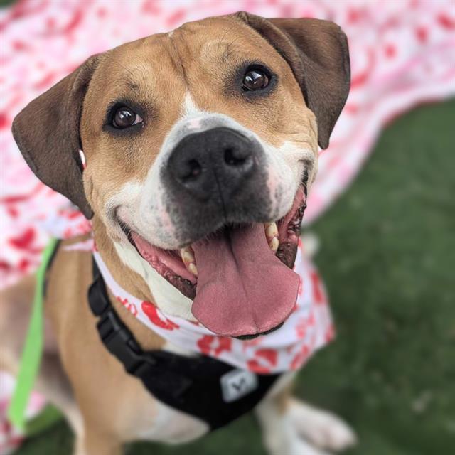 Enlarge GOLIATH, a Adoptable mixed breed in Tucson, AZ image 1/1