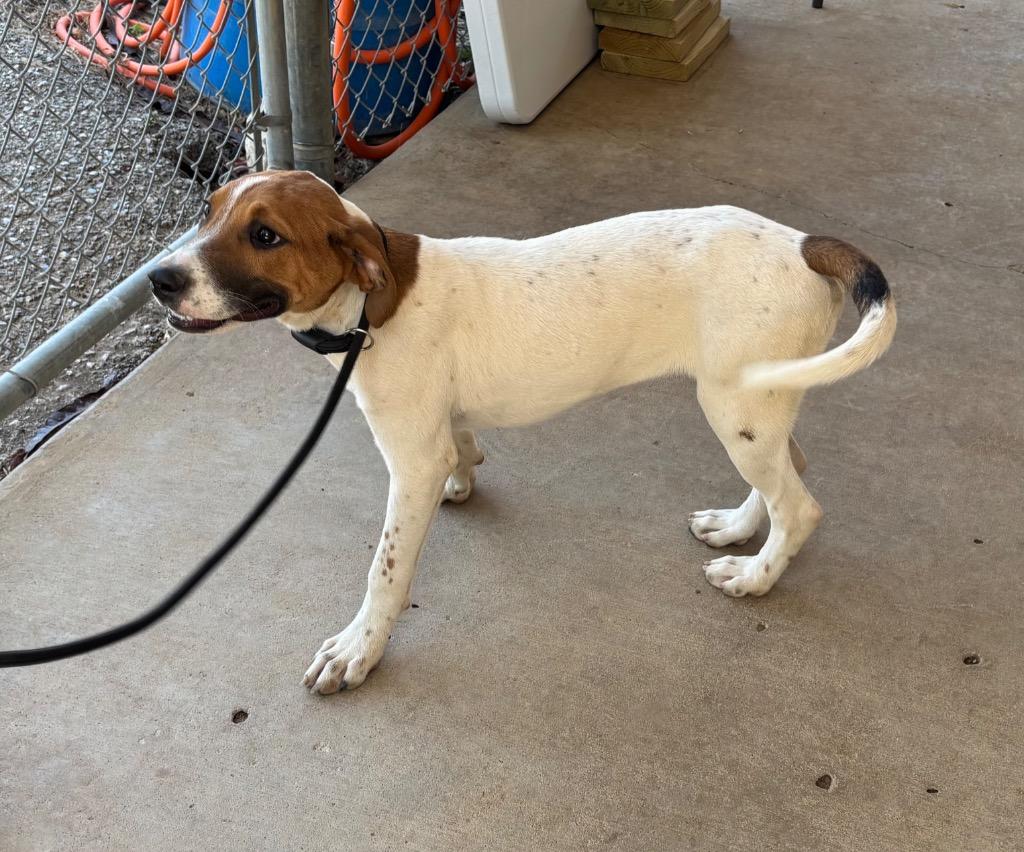 Monty, Adoptable, Puppy Male Pointer.