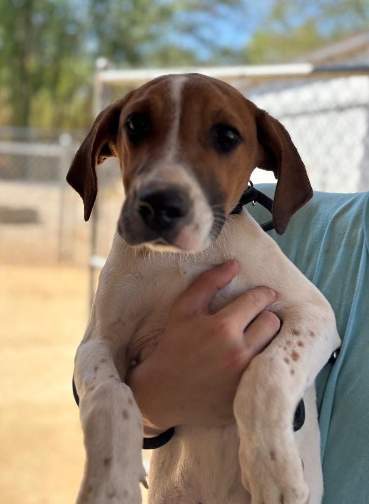 Enlarge Monty, a Adoptable mixed breed in Batesville, AR image 2/2