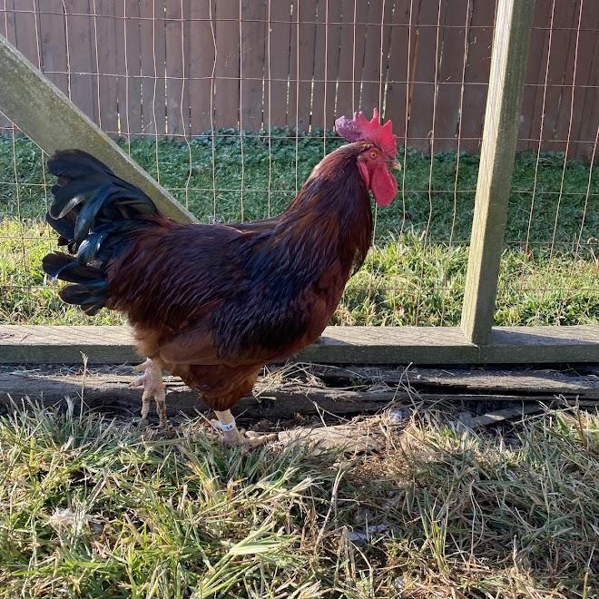 Johnny, Adoptable, Adult Male Chicken.