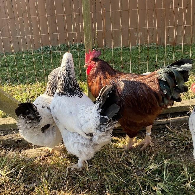 Enlarge Johnny, a Adoptable Chicken in Ravenna, OH image 2/2
