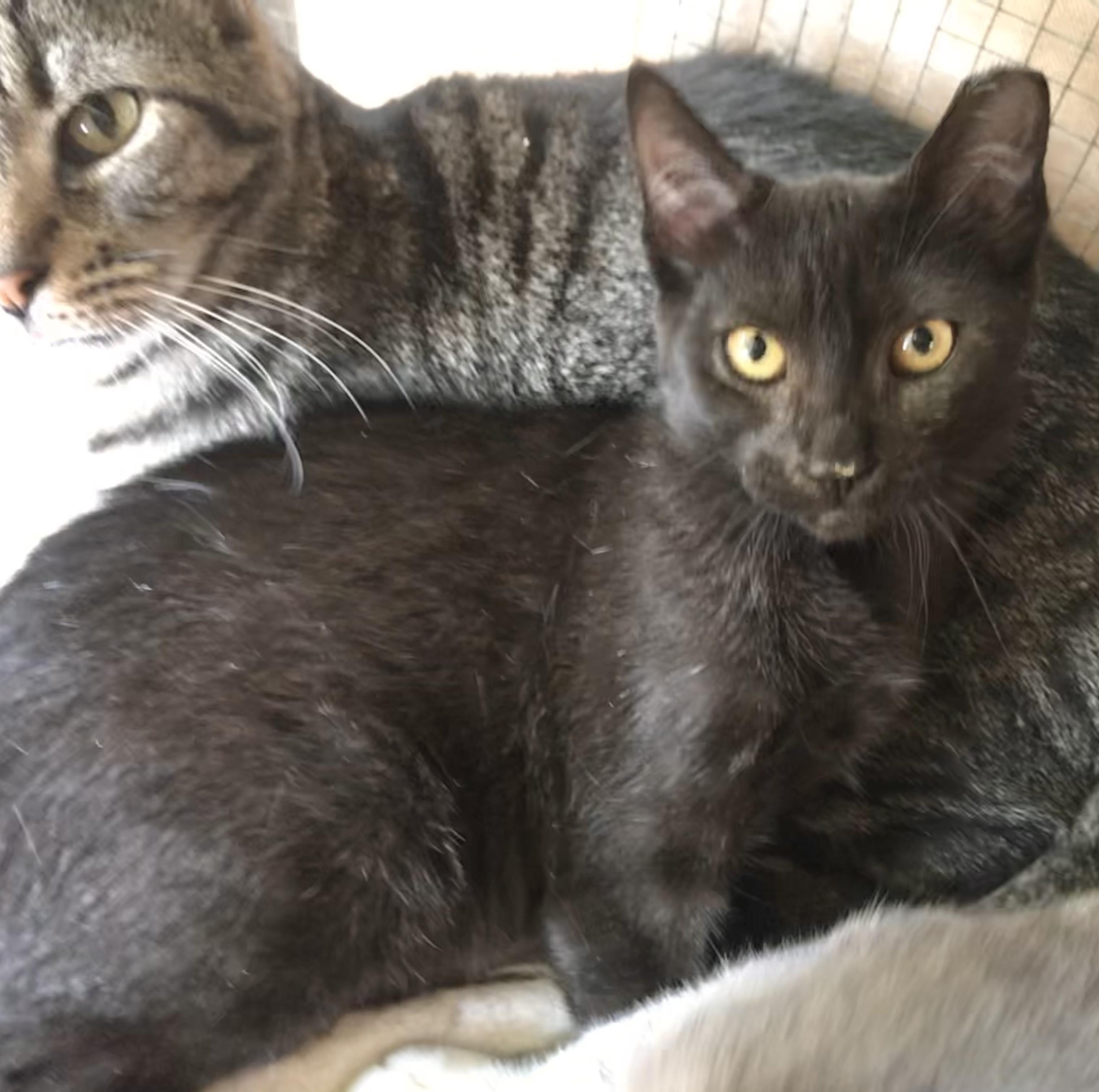 Peaches — thumbnail 3