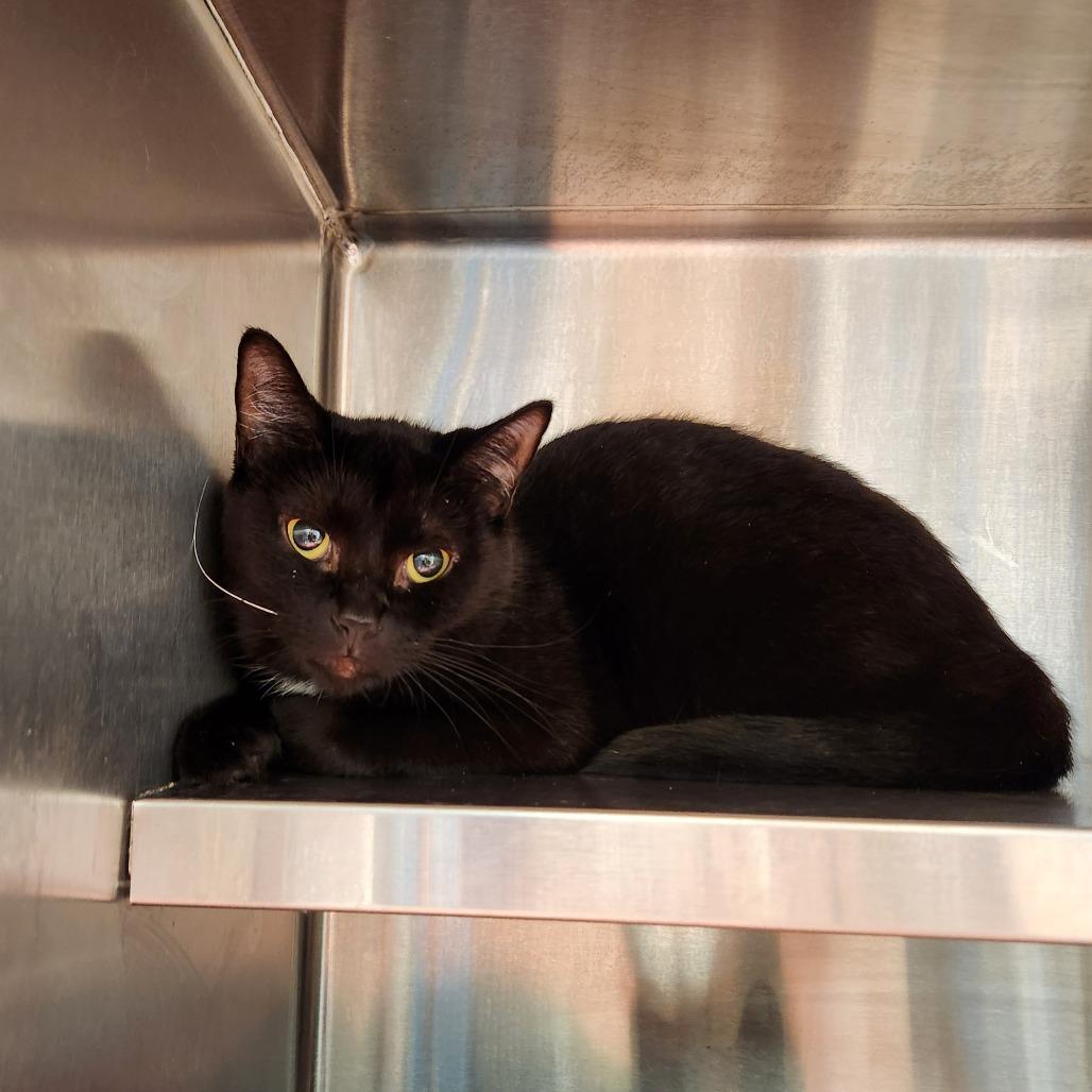 Midnight, Adoptable, Adult Female Domestic Short Hair.